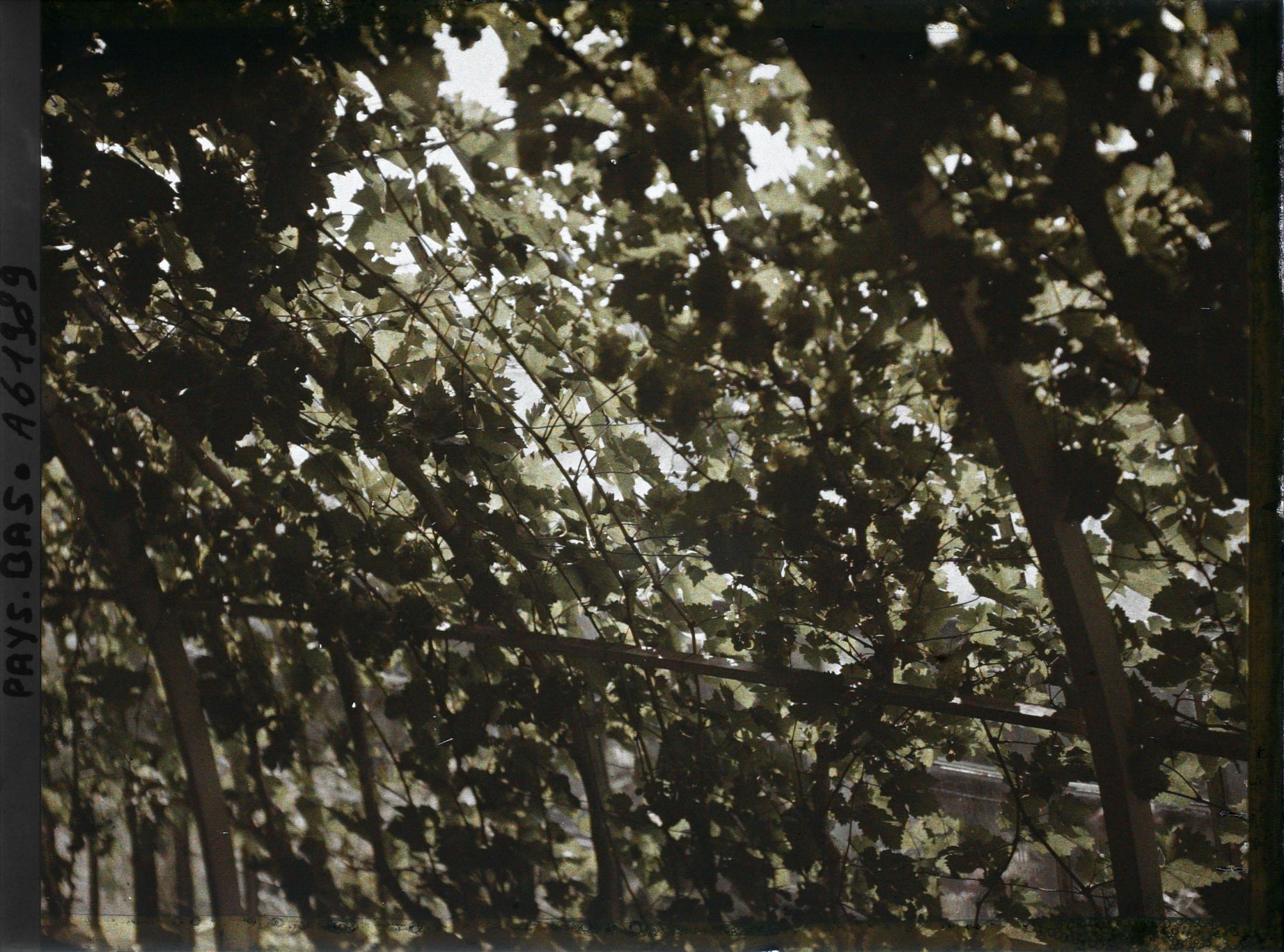Image représentant Hollande, La Haye, Vigne forcée dans la Serre de M. London