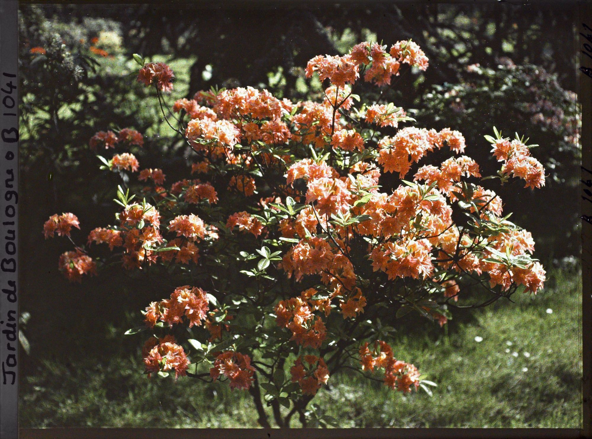 Image représentant Azalées dans la forêt bleue
