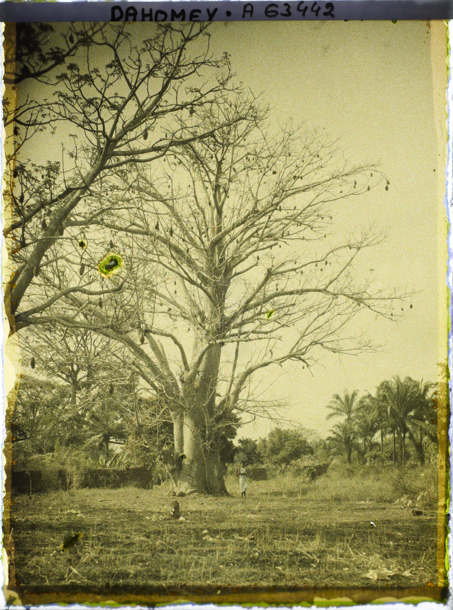 Image représentant Un baobab