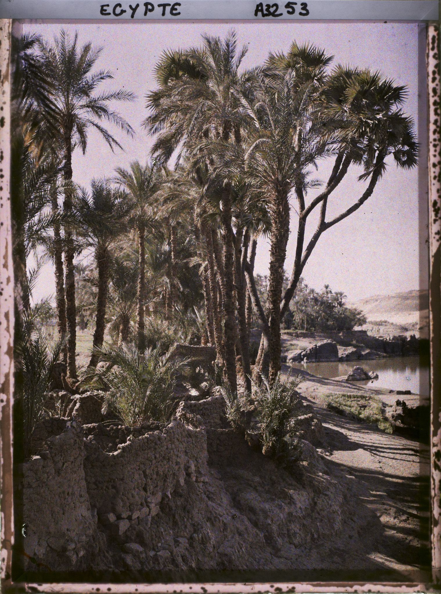 Image représentant Palmiers sur les rivages de l'île d'Eléphantine