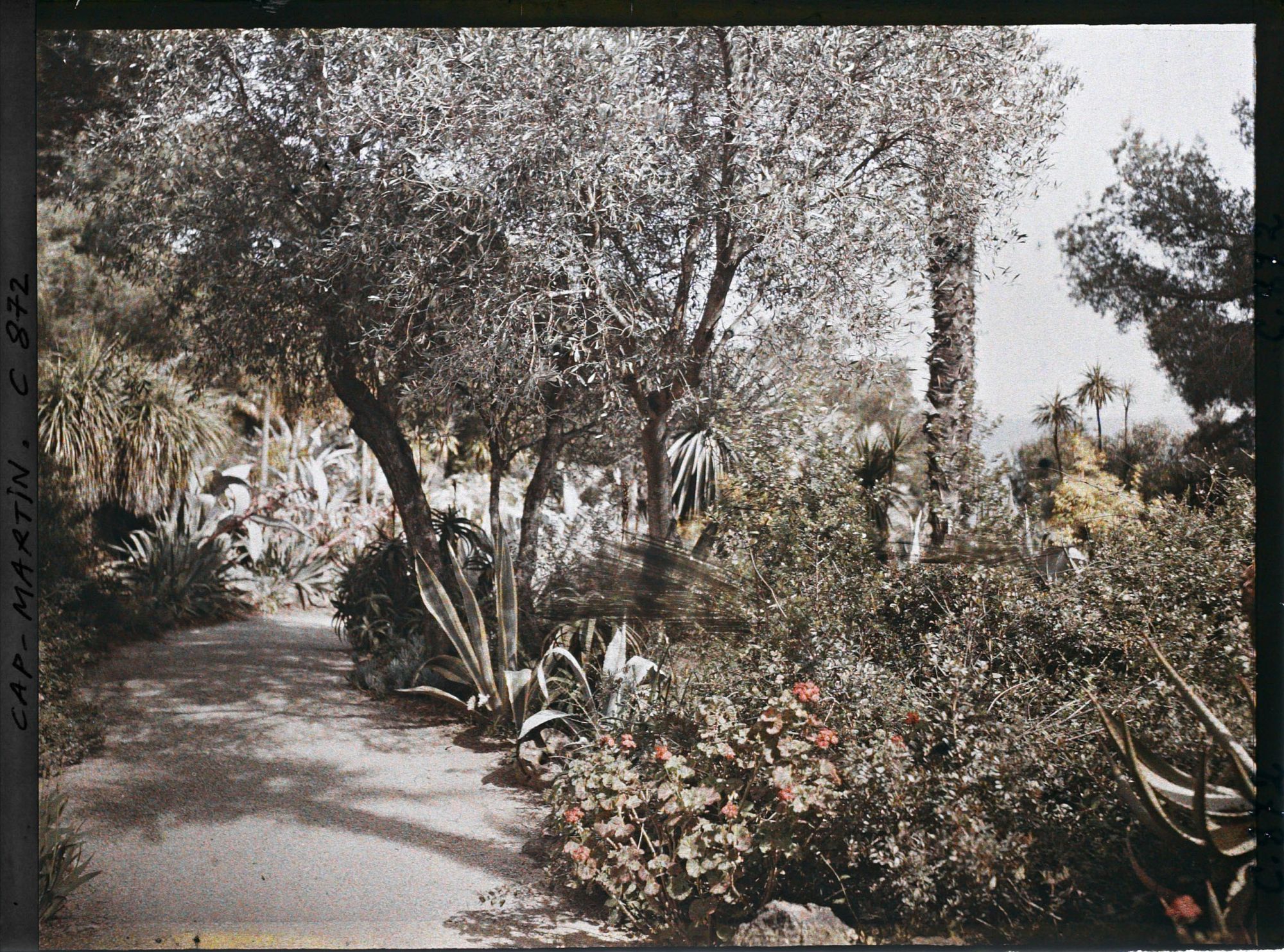 Image représentant Une allée de plantes exotiques
