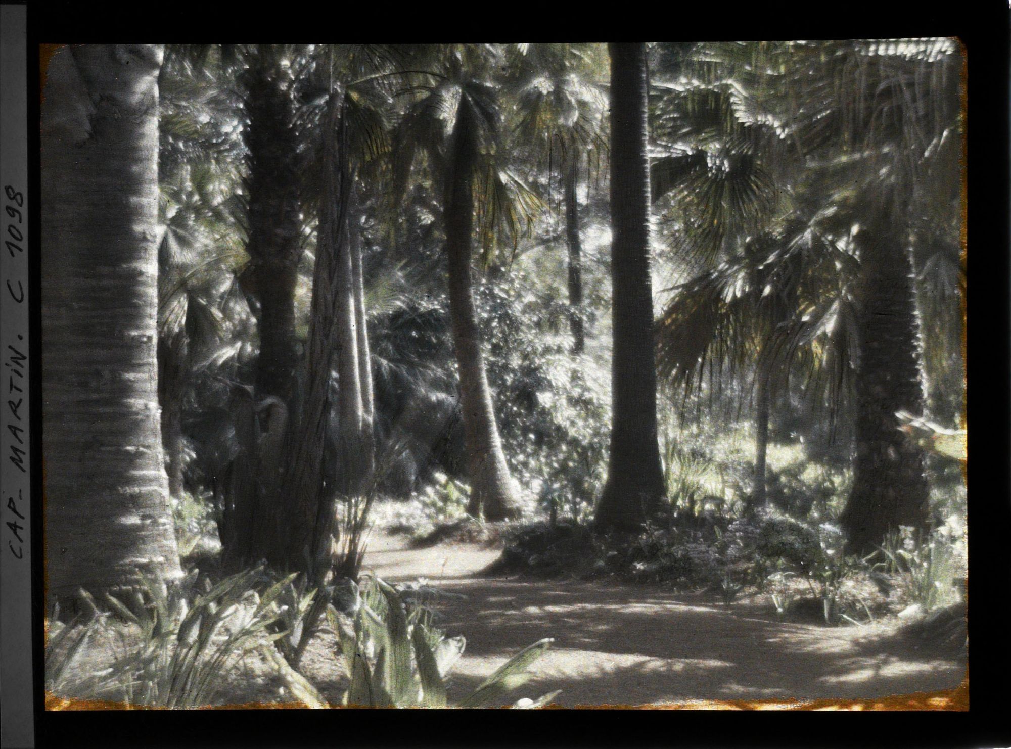 Image représentant le Jardin Palmiers