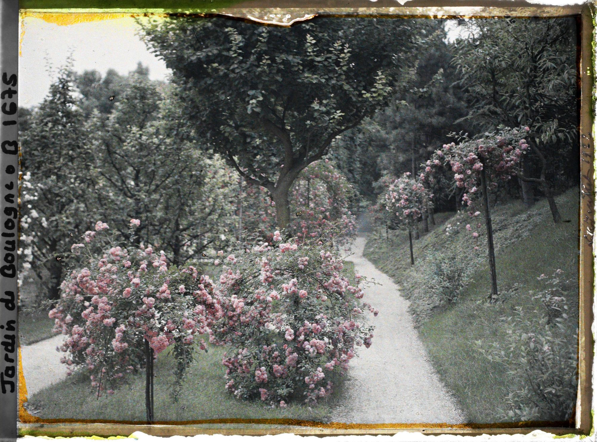 Image représentant Parterres fleuris au centre de l'allée située au sud du verger-roseraie, vus en direction de l'est