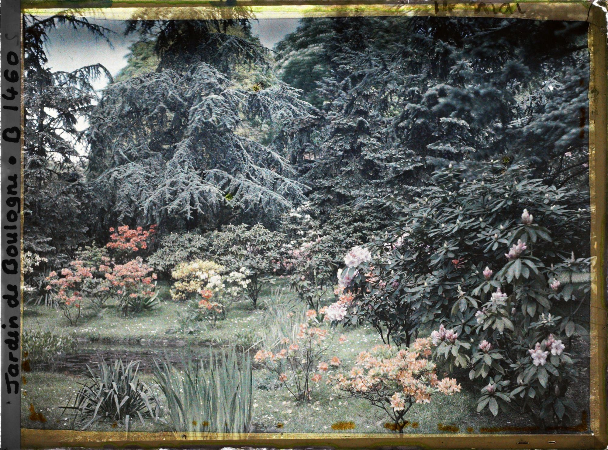 Image représentant Bord " d'étang " fleuri en partie nord-est du marais, vu en direction du nord