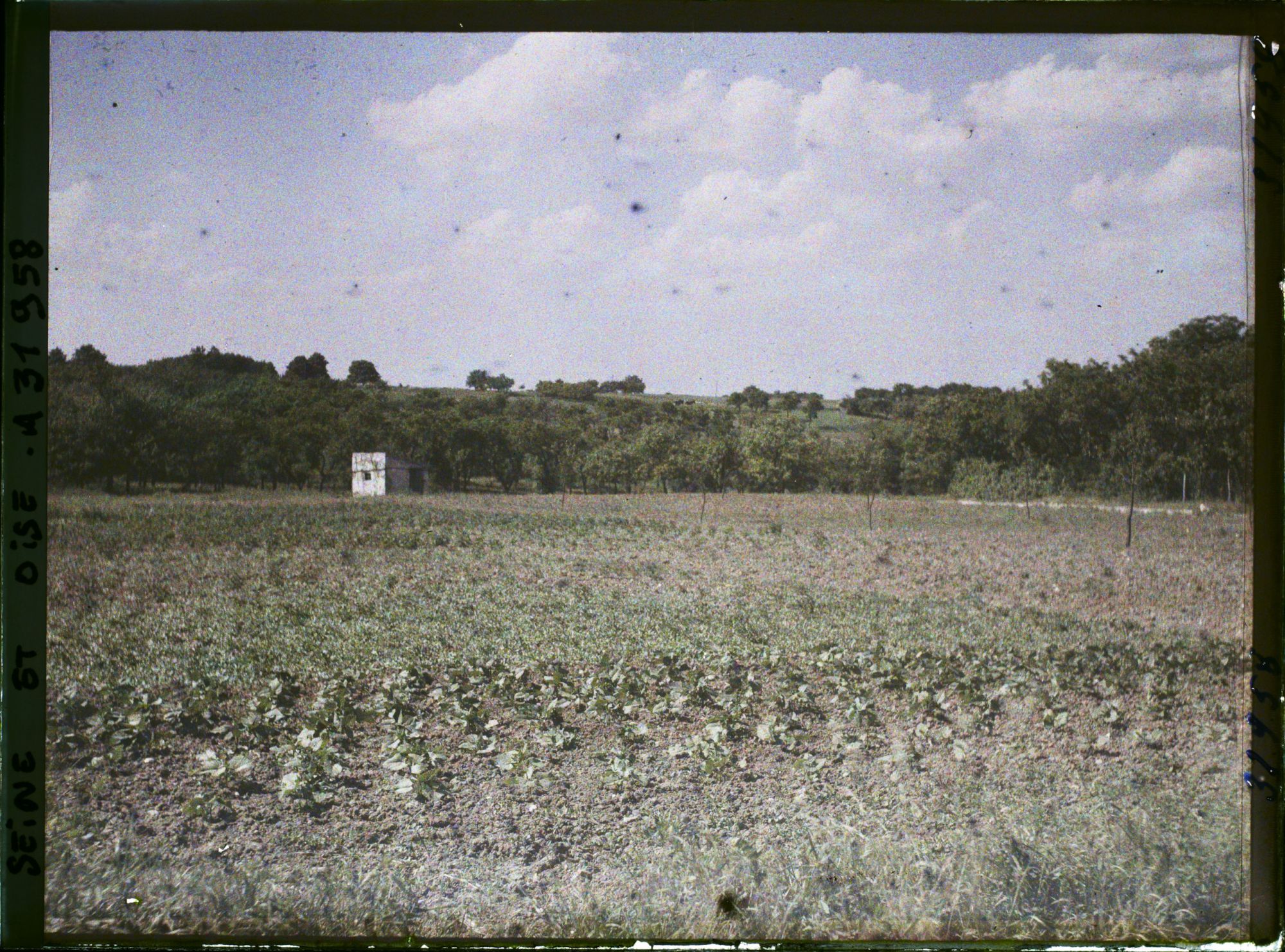 Image représentant France, Marly le Roi, Un champ de pommes de terre et de haricots