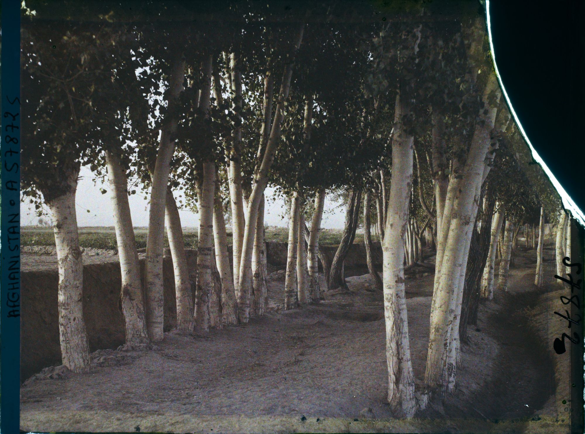 Image représentant Afghanistan, Machaki, Soleil levant à Machaki sur une allée de bouleaux