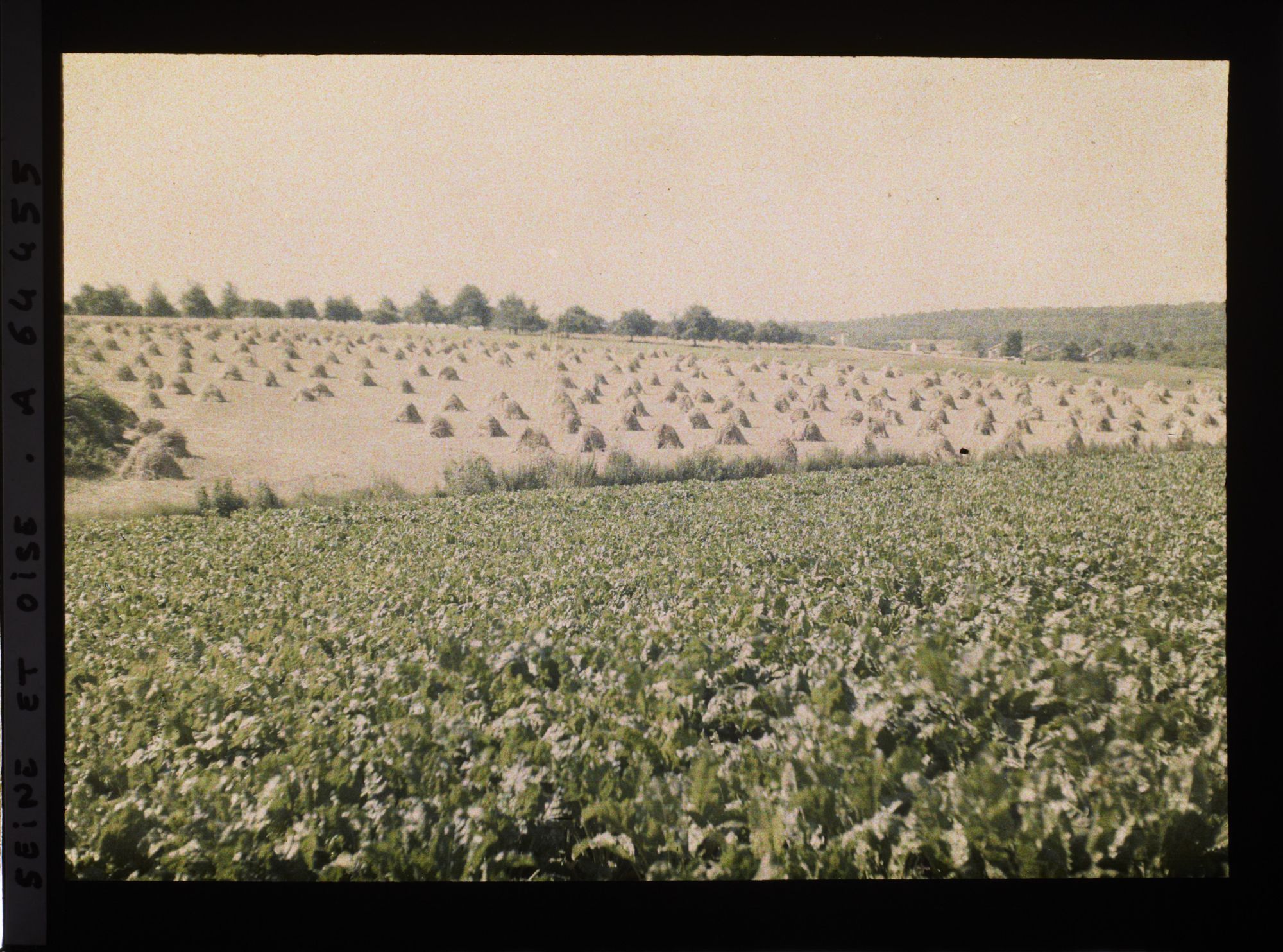Image représentant Ile de France, Bouffemont, Champ de betteraves et blé moissonné