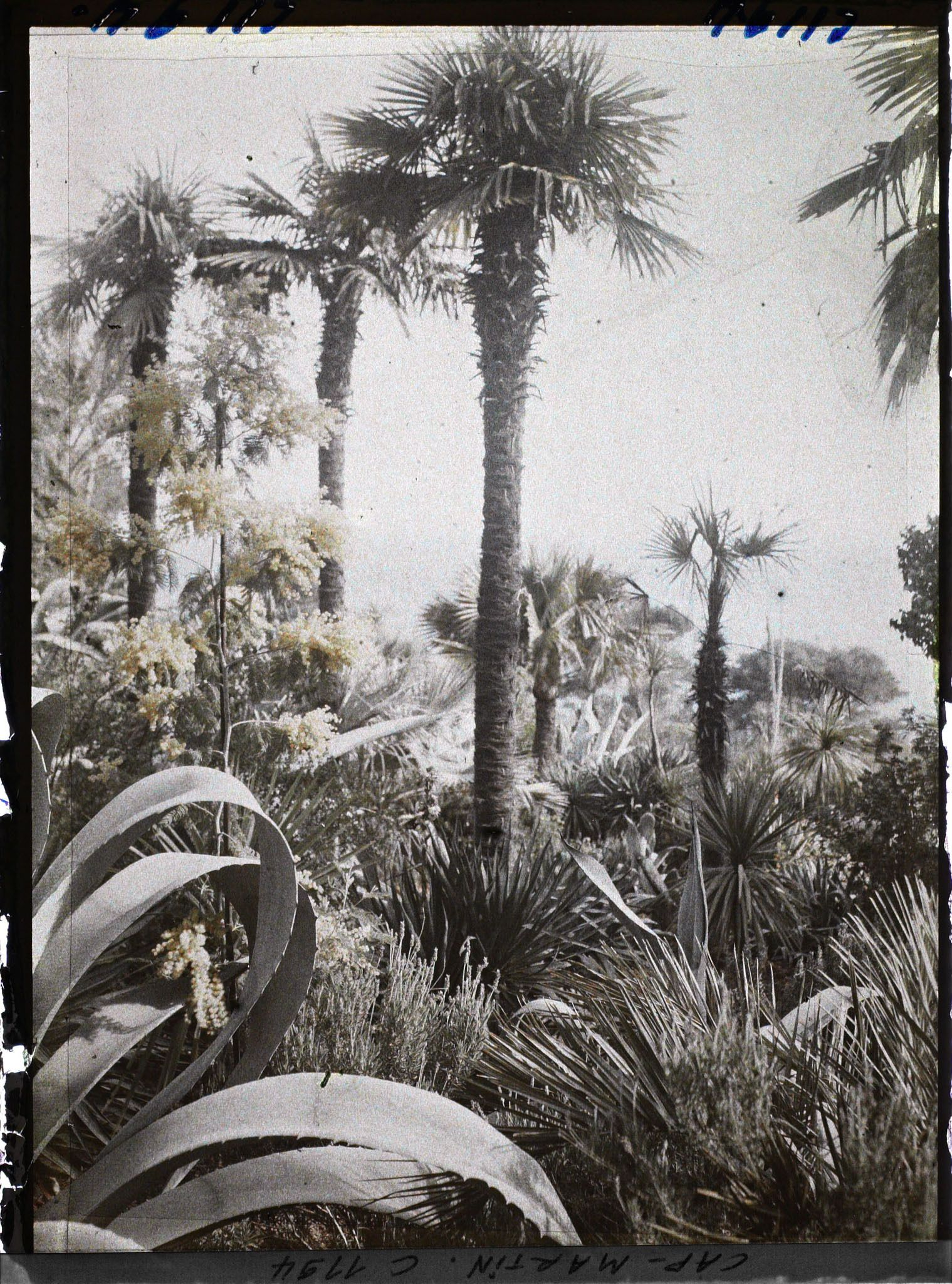 Image représentant le Jardin