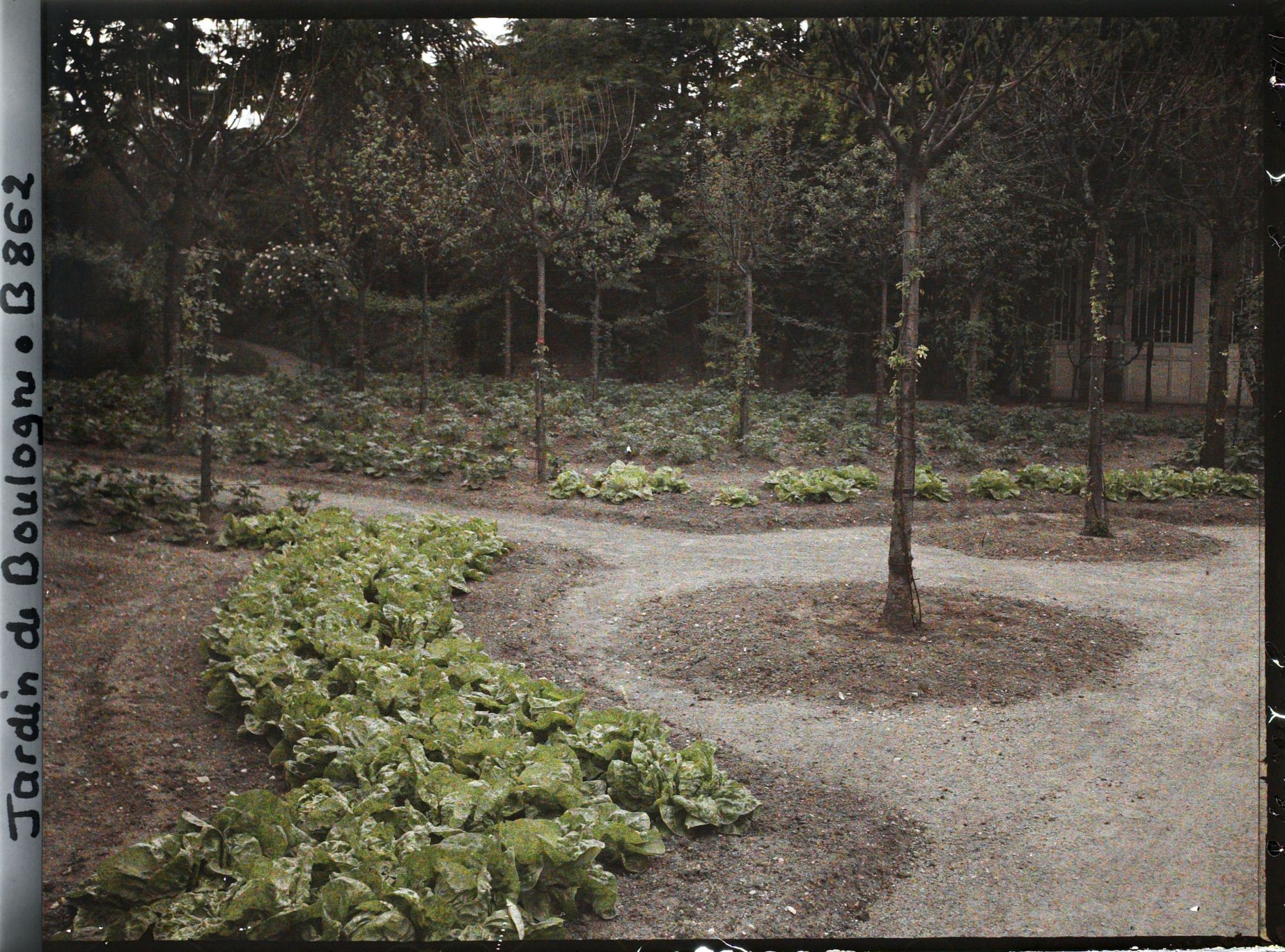 Image représentant Rond-point bordé de légumes et partie sud-ouest du verger-roseraie, vus vers la dépendance ?