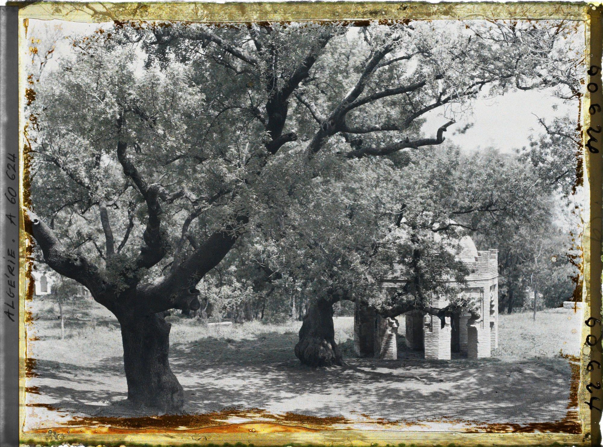 Image représentant Le tombeau de la Sultane dans le bois sacré de Sidi Yakoub