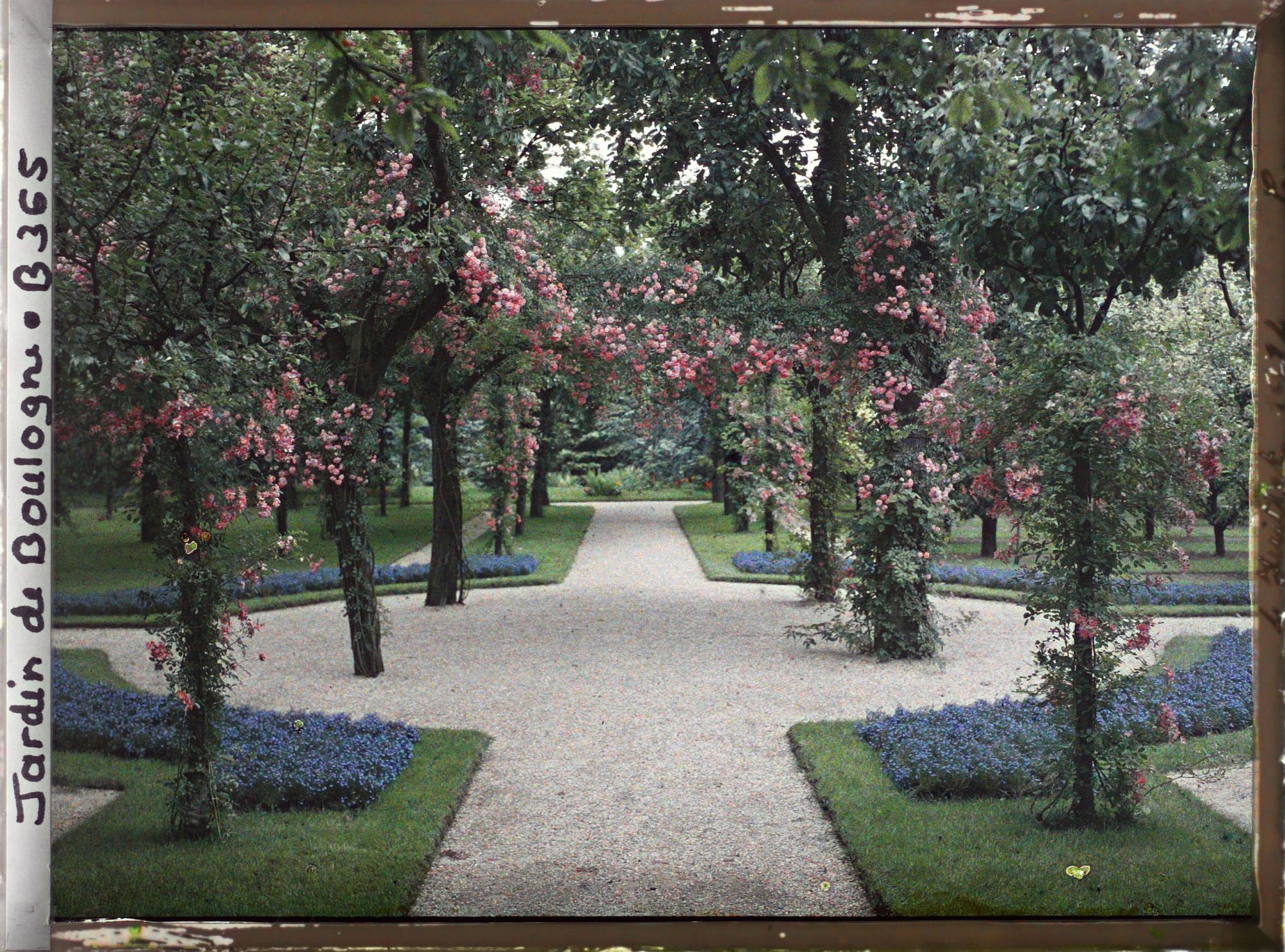Image représentant Allée fleurie traversant la partie ouest du verger-roseraie, en direction de la forêt bleue