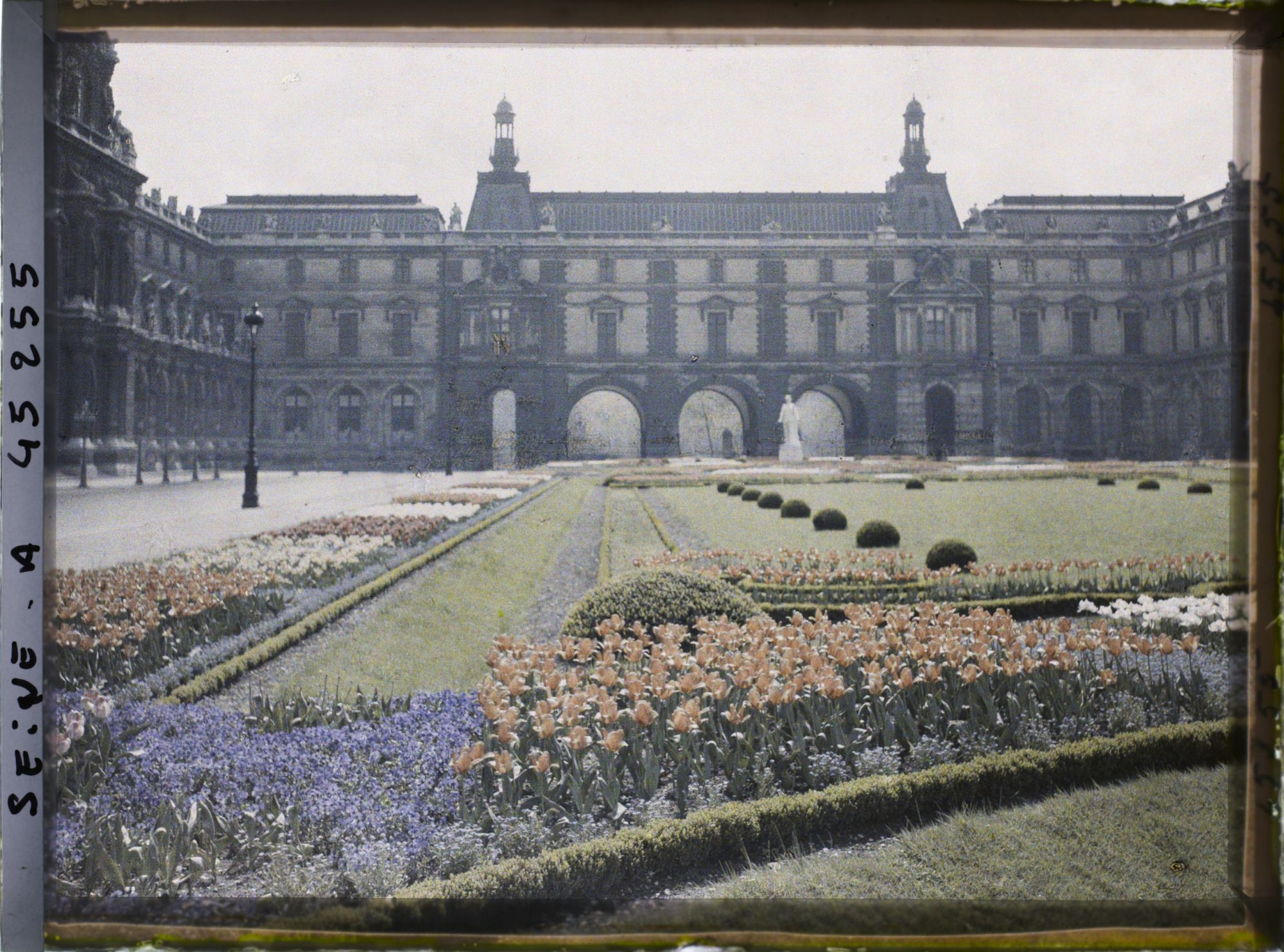 Image représentant Les tulipes au jardin des Tuileries