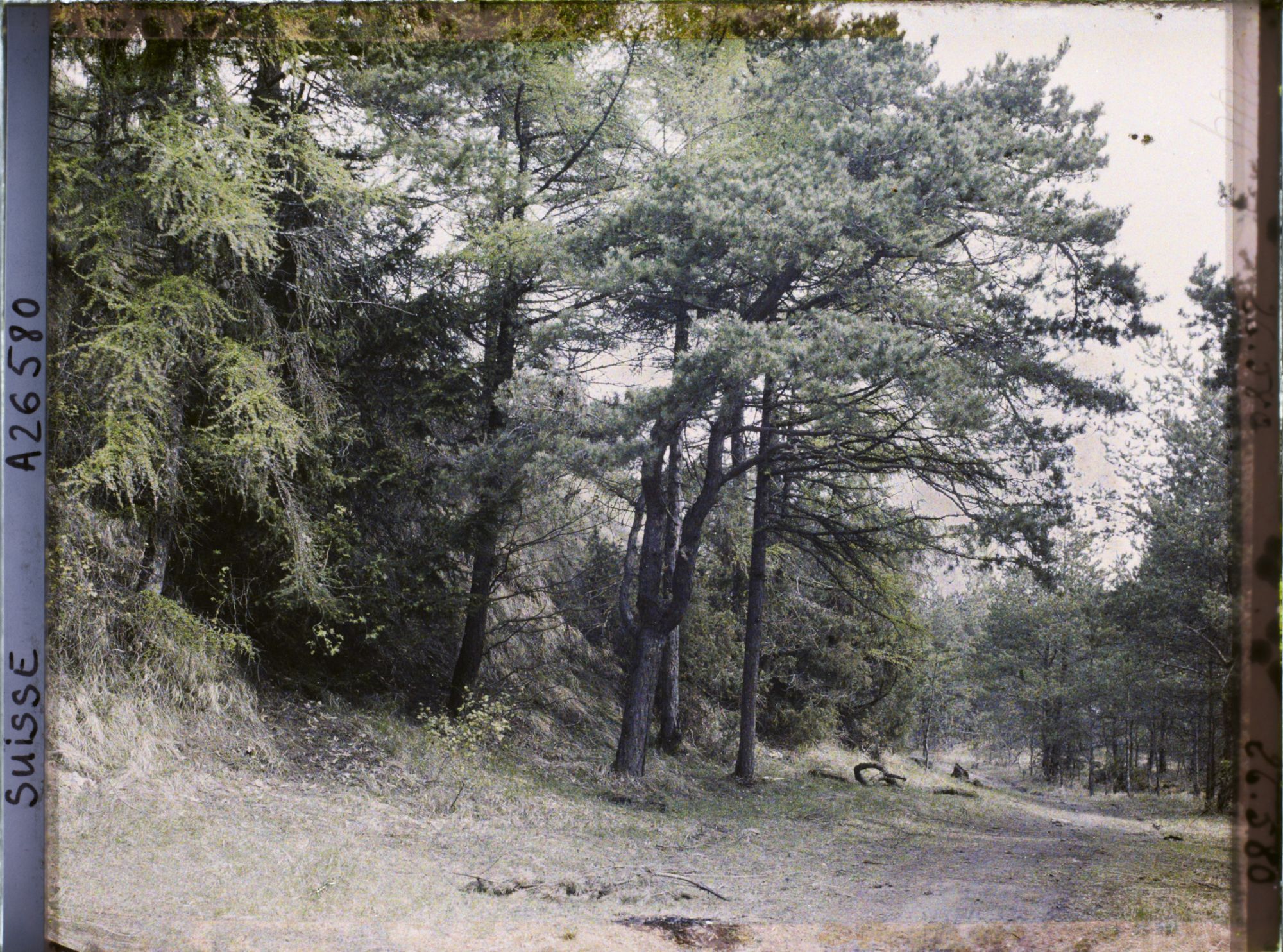 Image représentant L'île des lapins, voisine de l'île Saint-Pierre