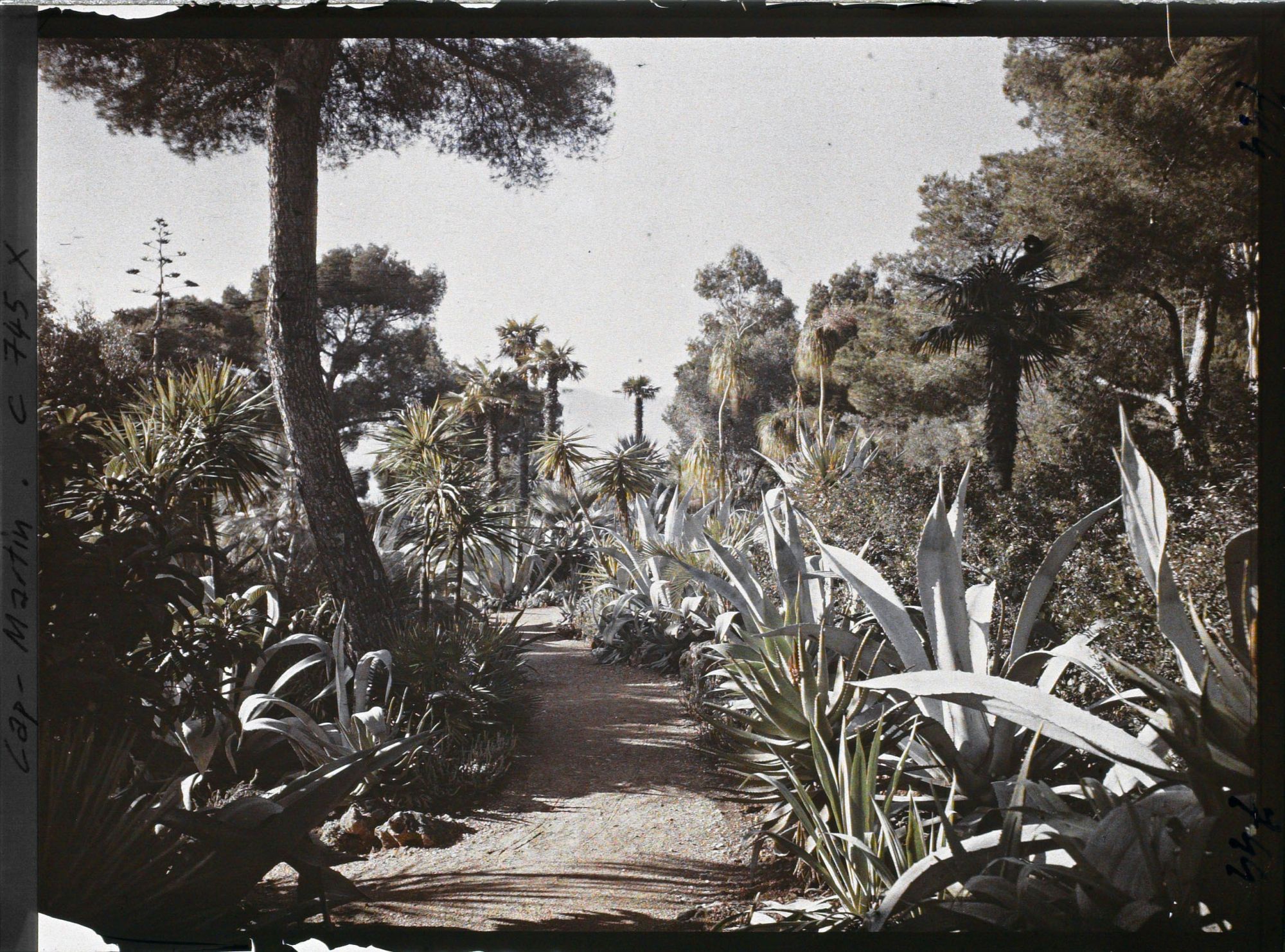 Image représentant Une allée de plantes exotiques