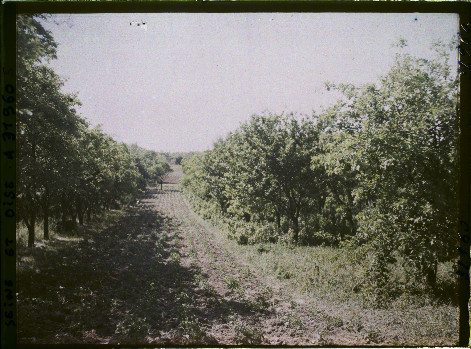 Image représentant France, Marly le Roi, Petit Champ de pommes de terre bordé d'Arbres (pruniers)