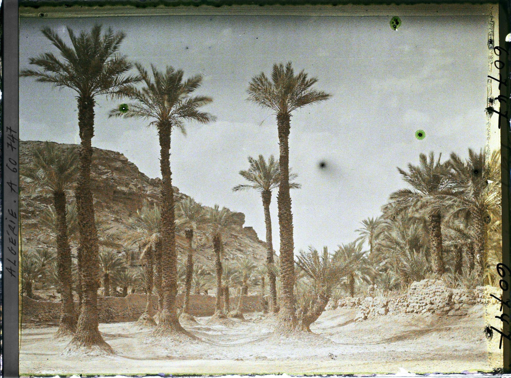 Image représentant Vue de l'oasis avec l'éperon rocheux de la hamada