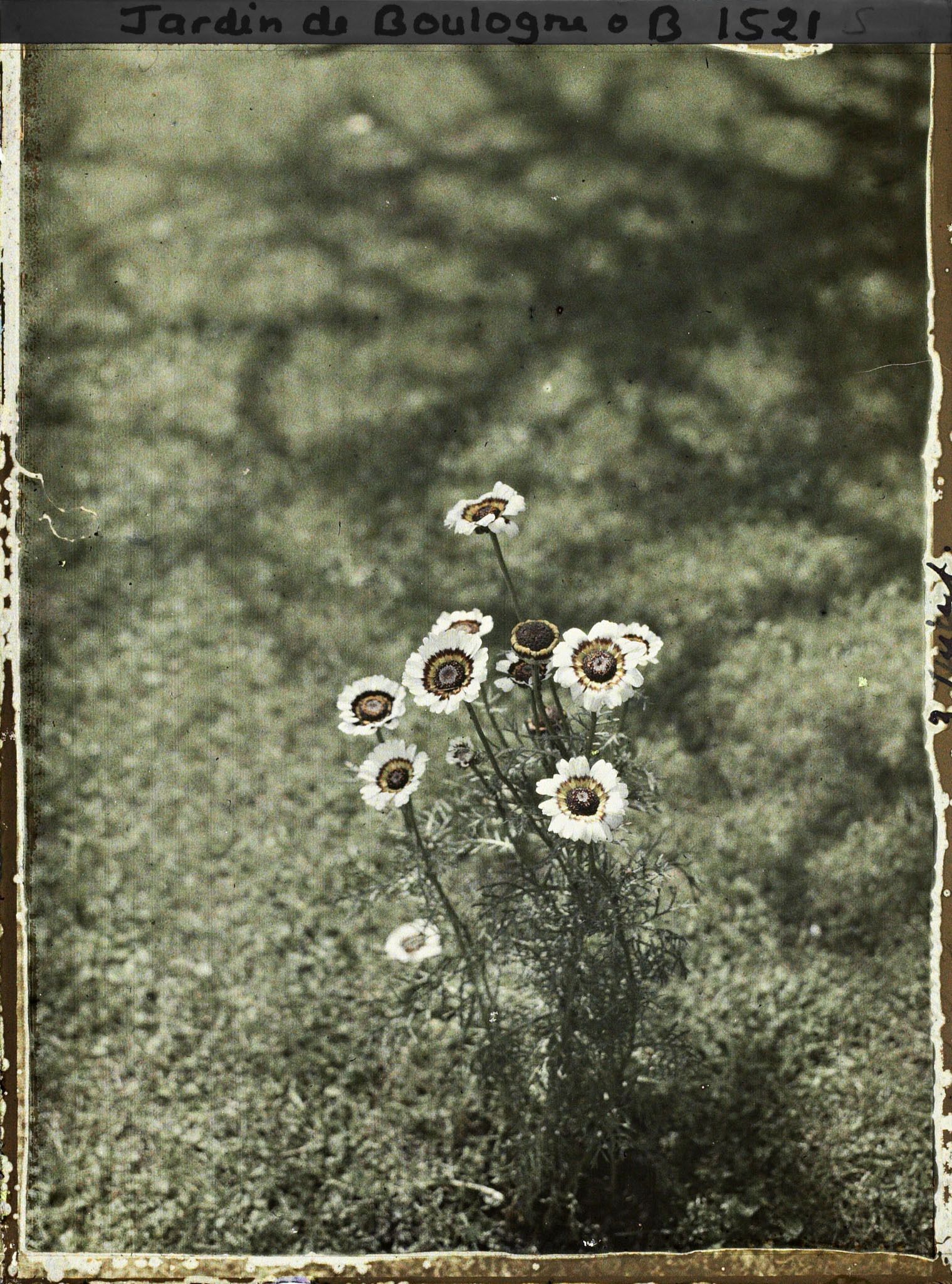 Image représentant Chrysanthème à Carême