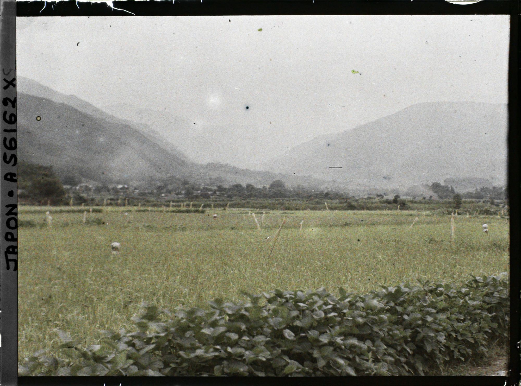 Image représentant Rizière et mûriers