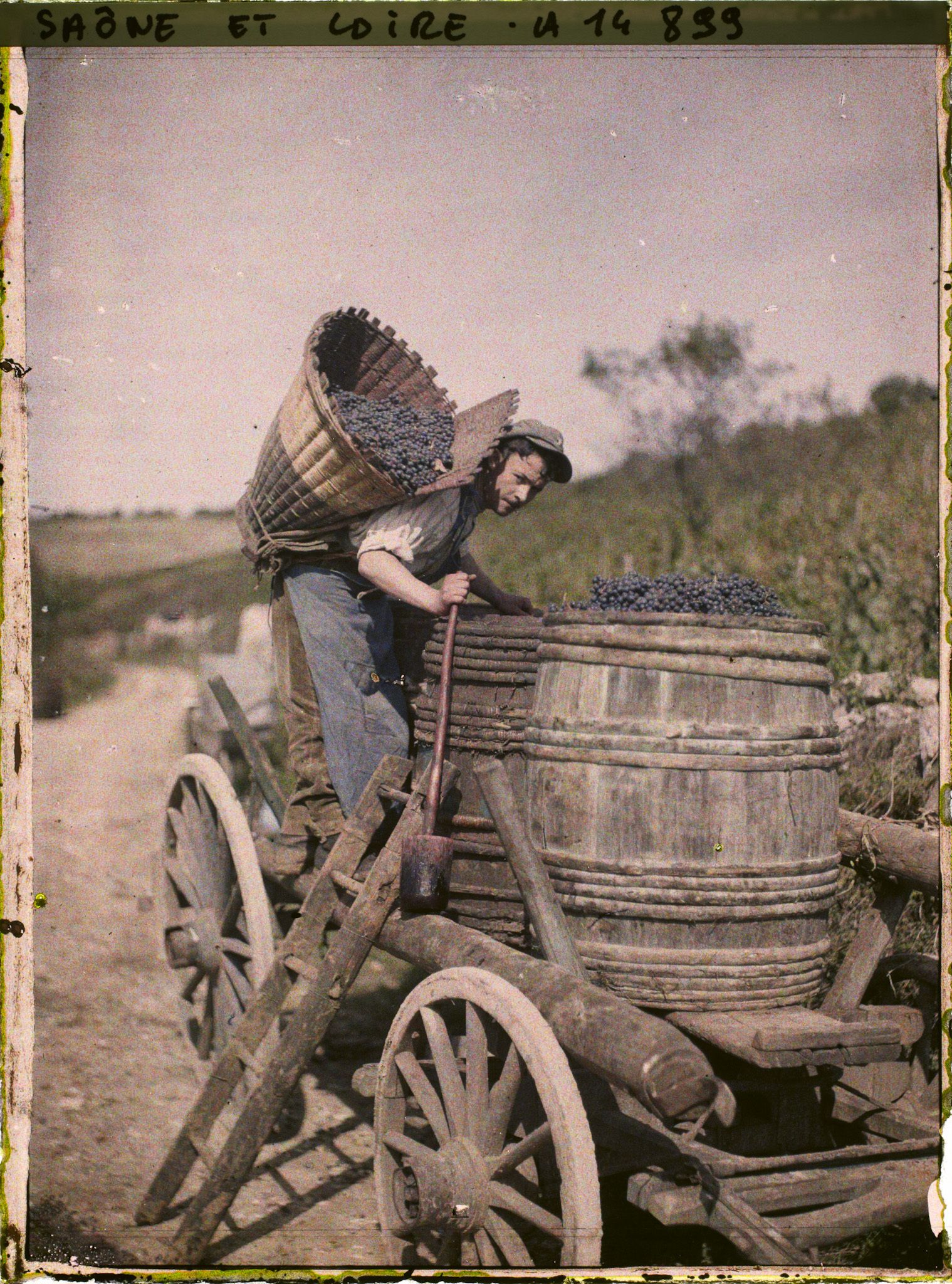 Image représentant Louis Nectoux déposant le fruit de sa récolte dans un tonneau