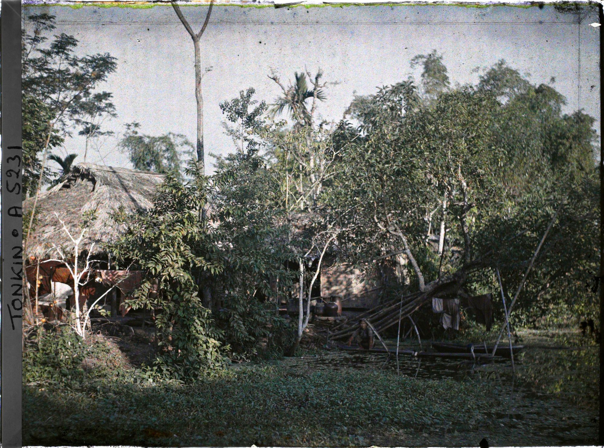 Image représentant Une maison au bord d'une mare recouverte de liseron d'eau dans un village