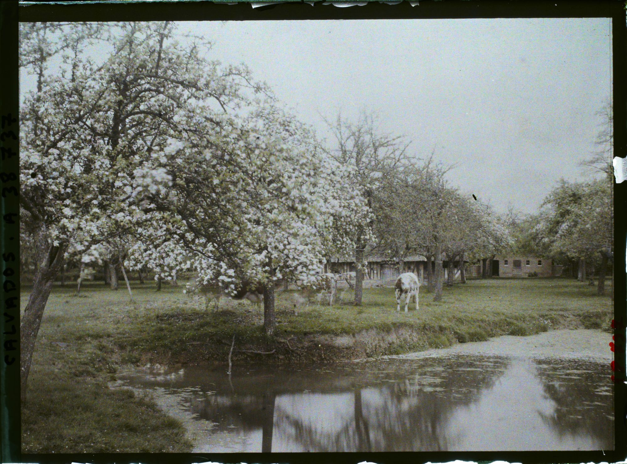 Image représentant Ferme et pommiers sur la route de Deauville