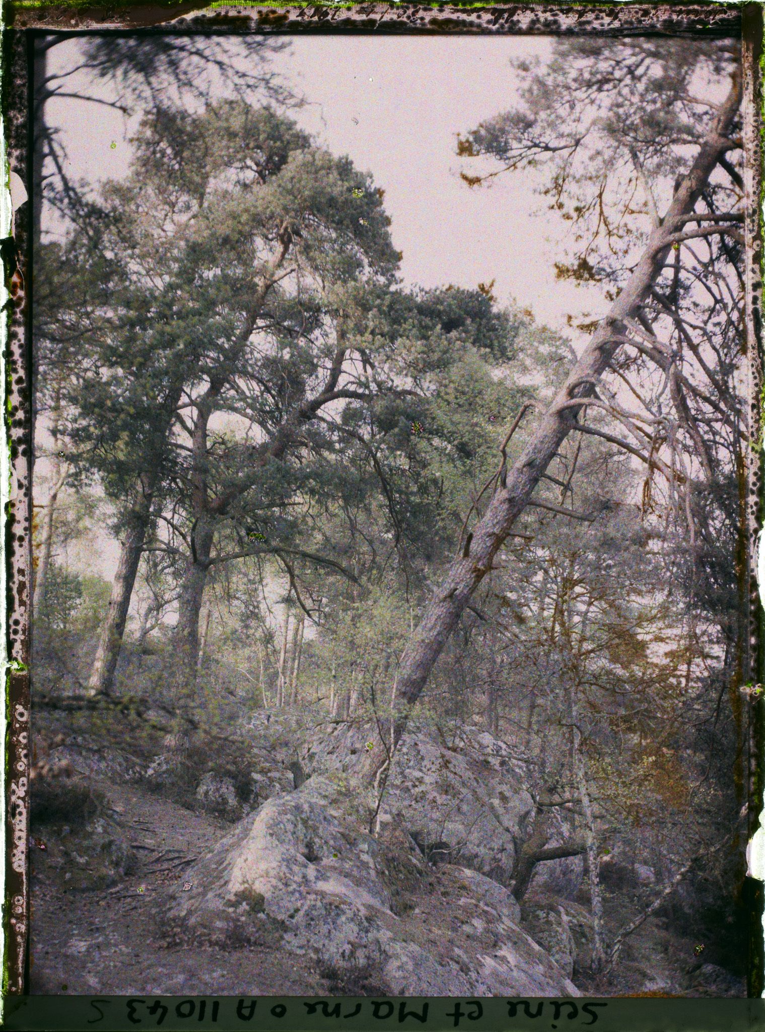 Image représentant France, Fontainebleau, Forêt de Fontainebleau