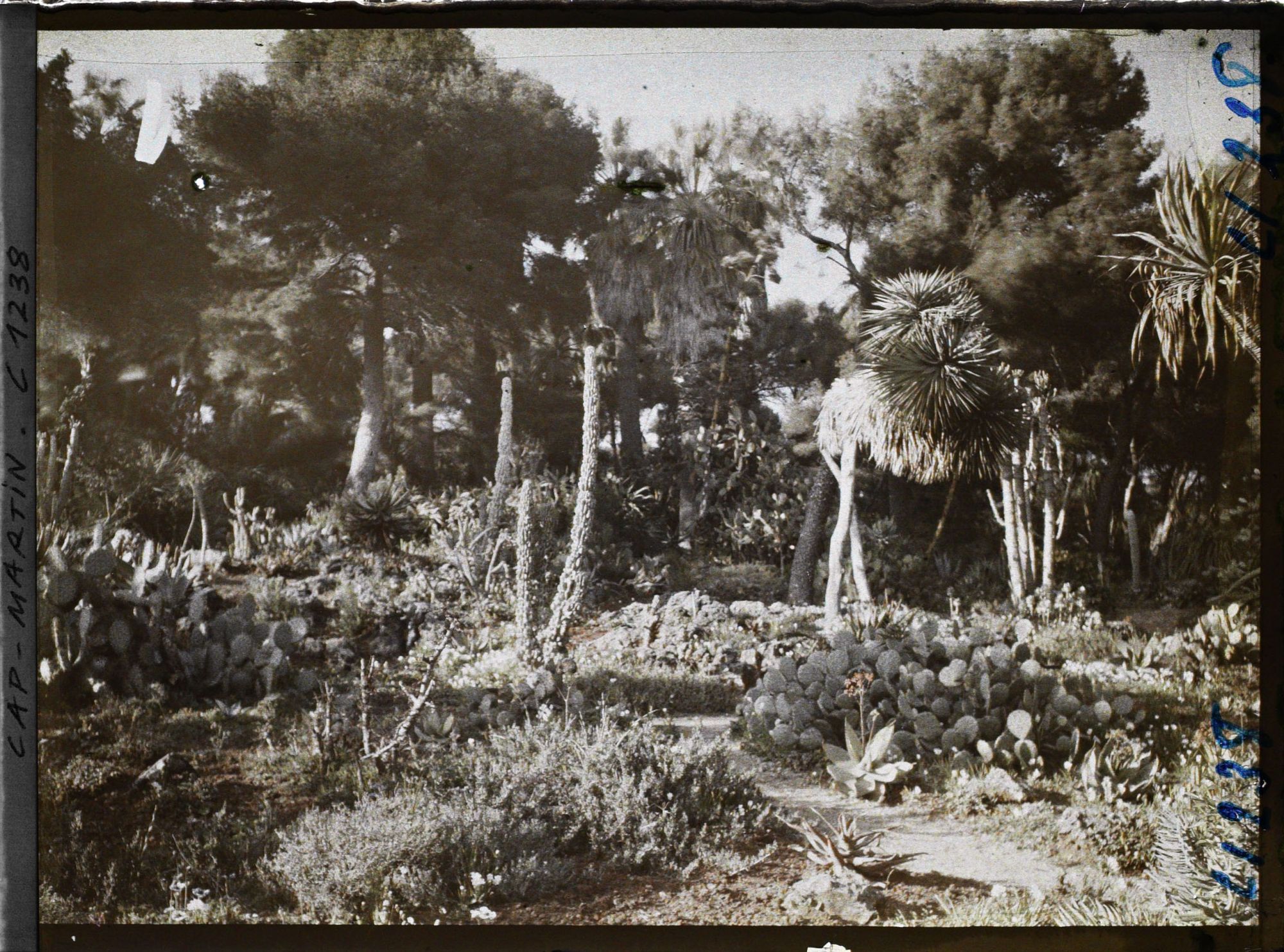 Image représentant le Jardin