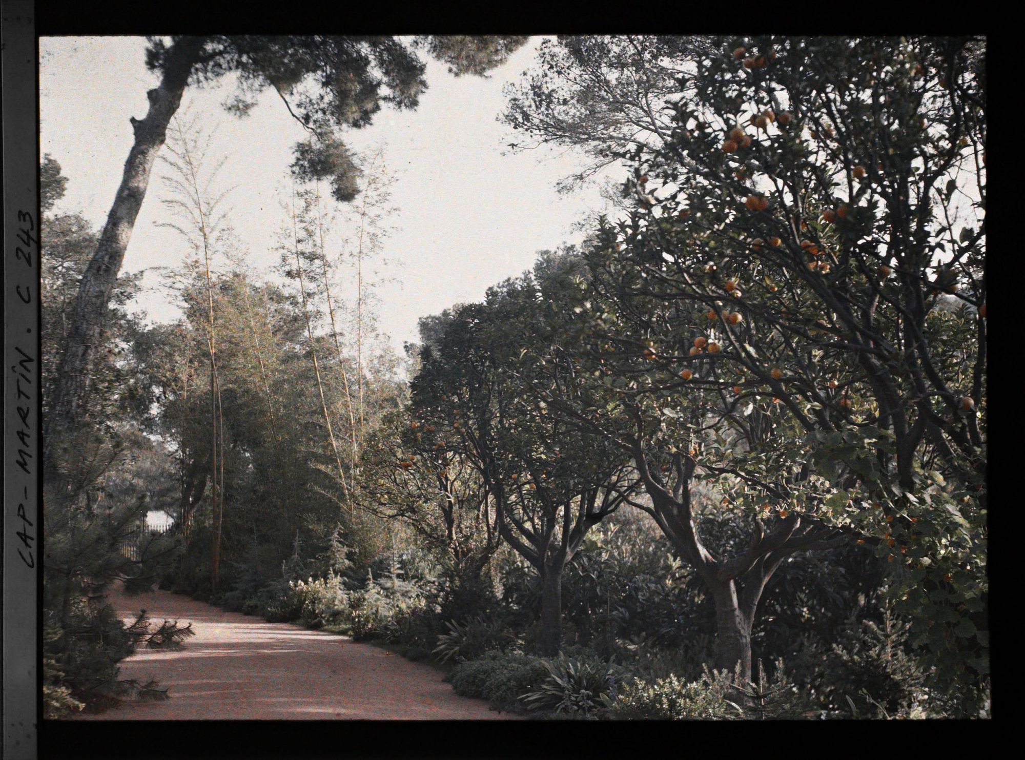 Image représentant Cap-Martin - Le Jardin