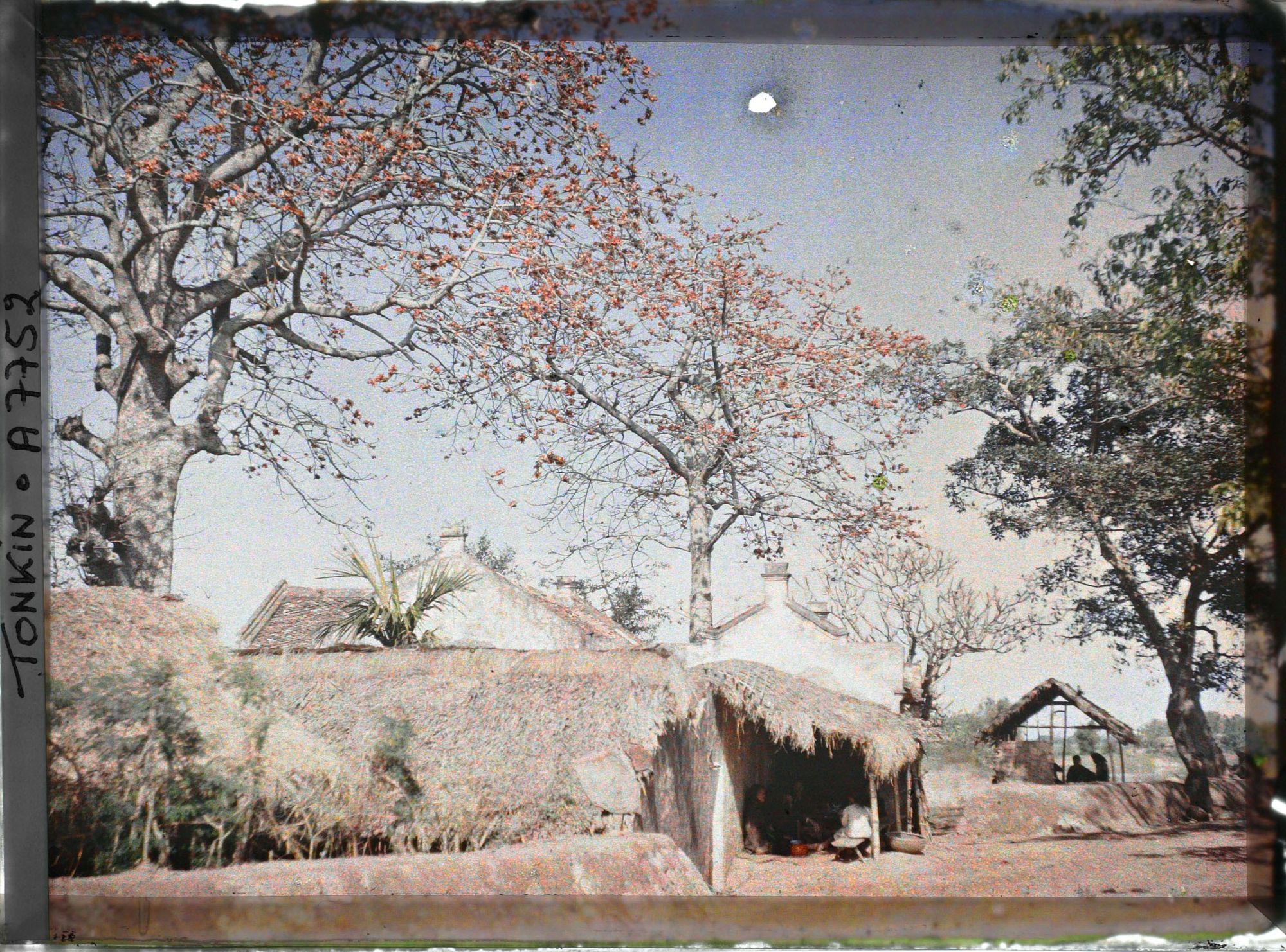 Image représentant Des kapokiers en fleurs aux abords d'un village, le long de la route
