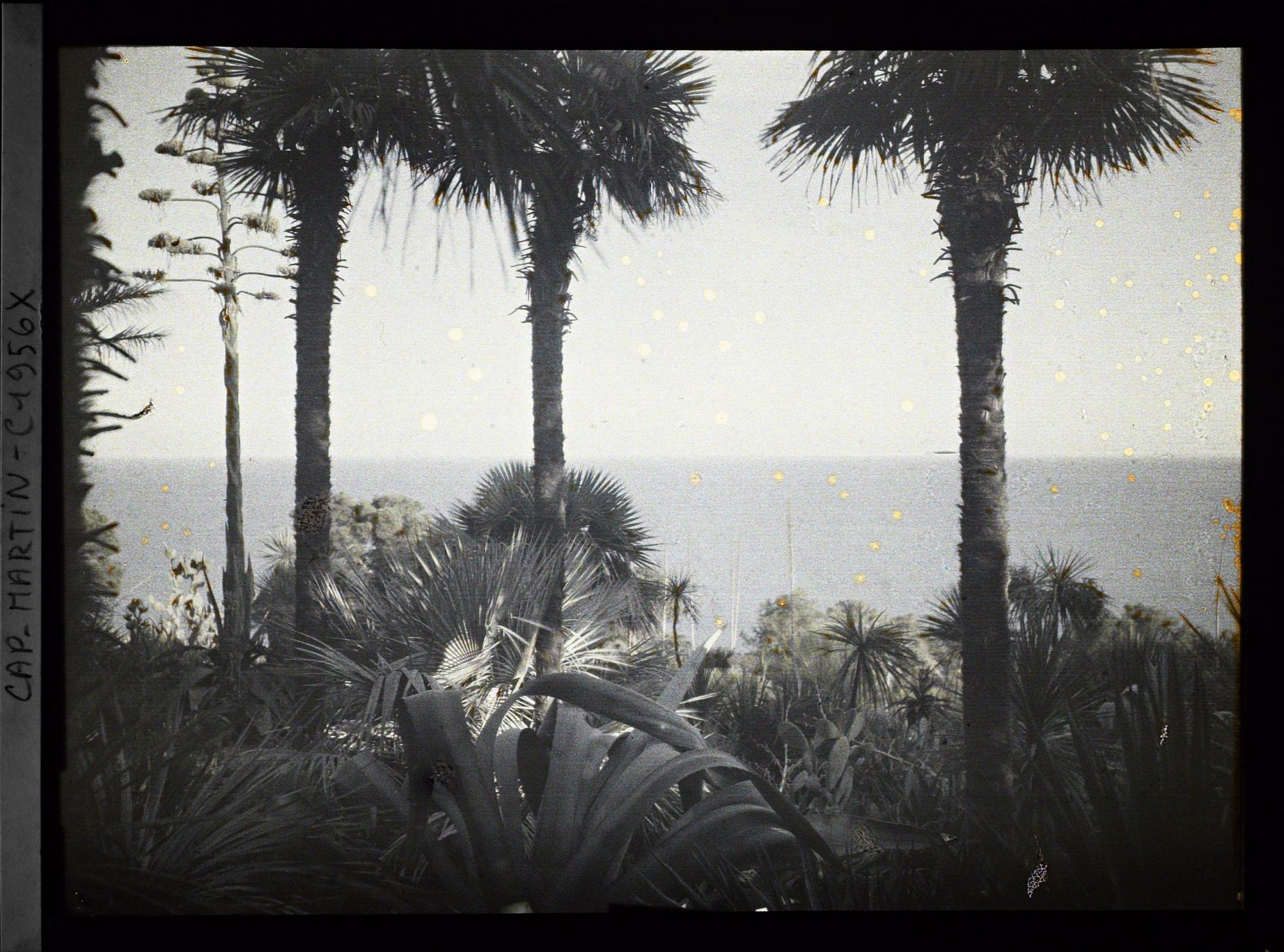 Image représentant Groupe de palmiers et fleur d'agave dominant la mer, vue prise à 15 h