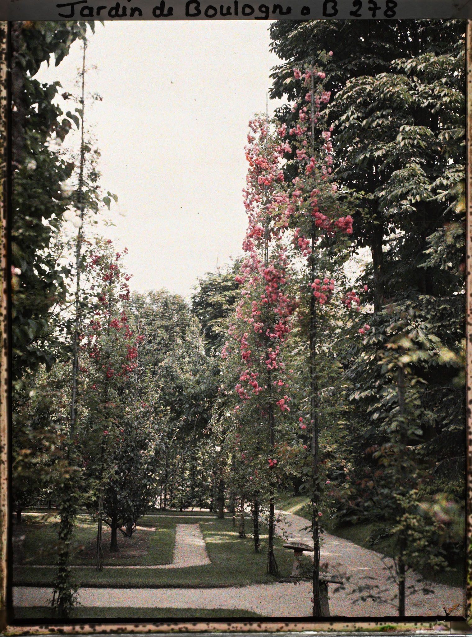 Image représentant Partie sud-ouest du verger-roseraie longeant le jardin japonais en direction du jardin français