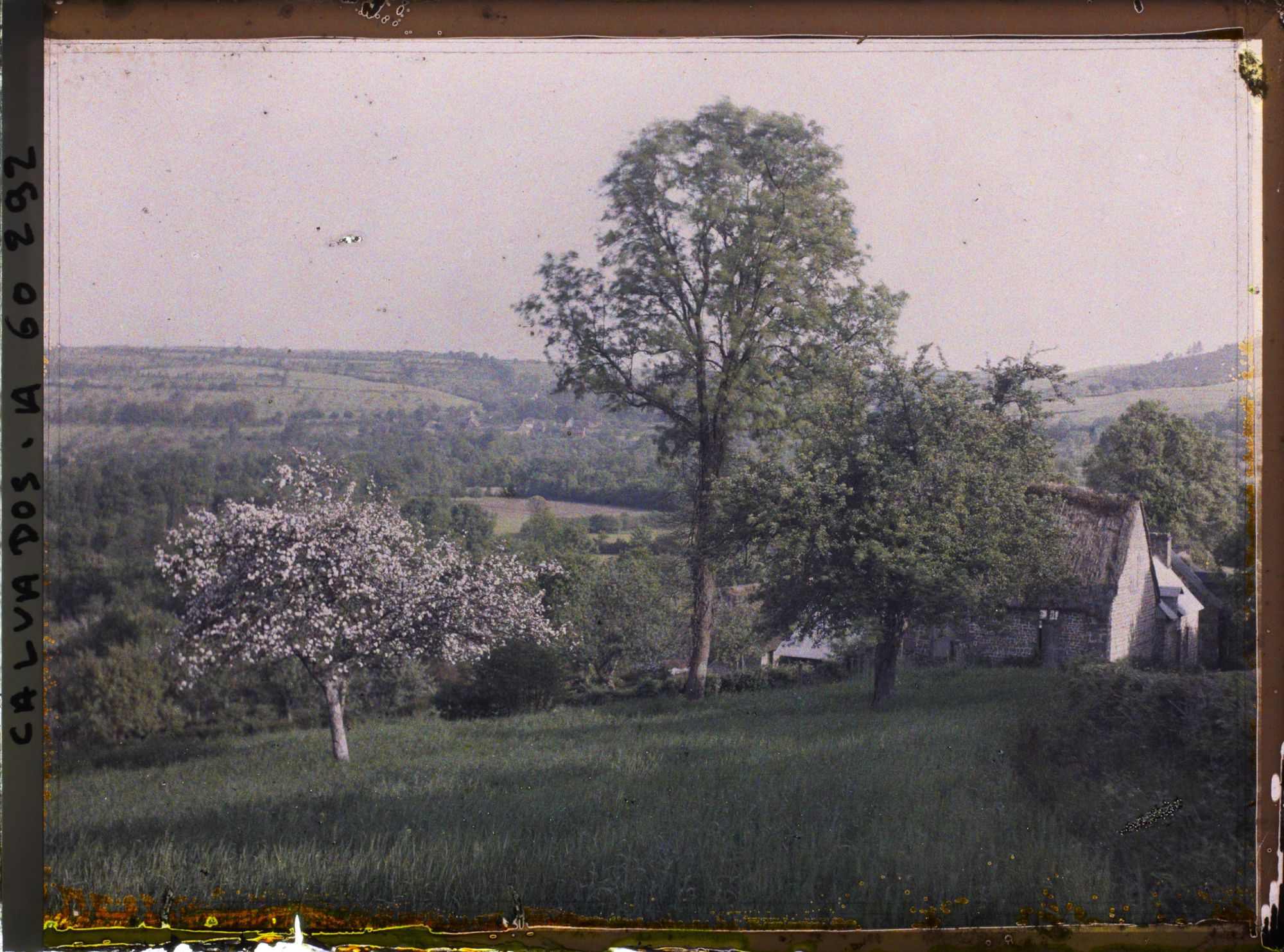 Image représentant Pommier en fleurs