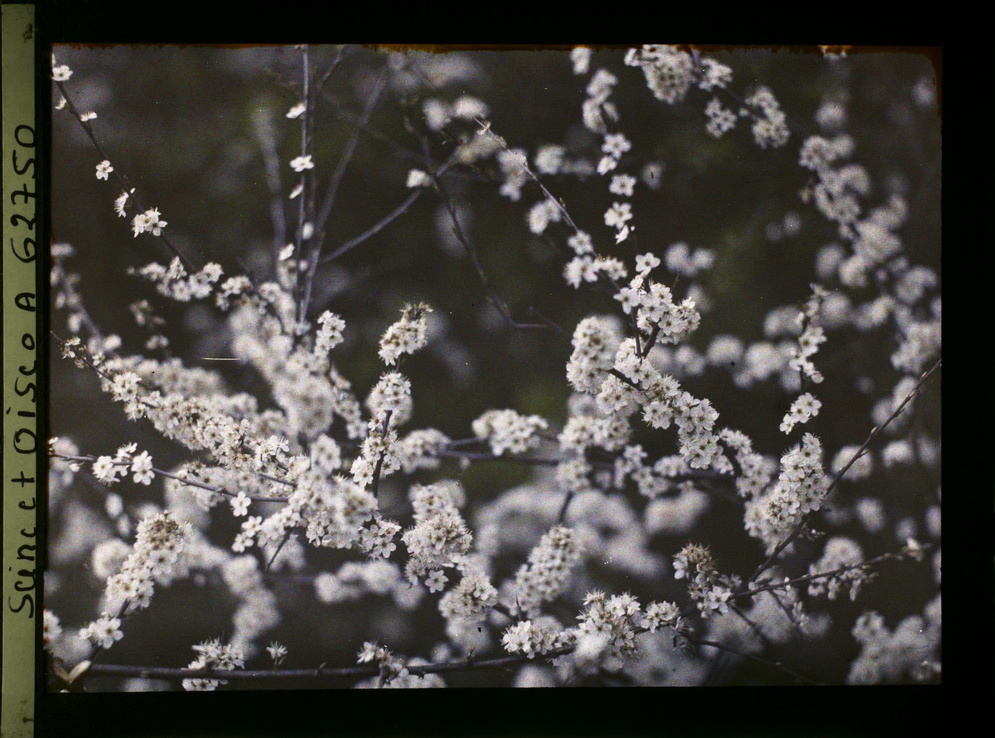 Image représentant Ile de France, Vallangoujard, Buissons d'épines en fleurs