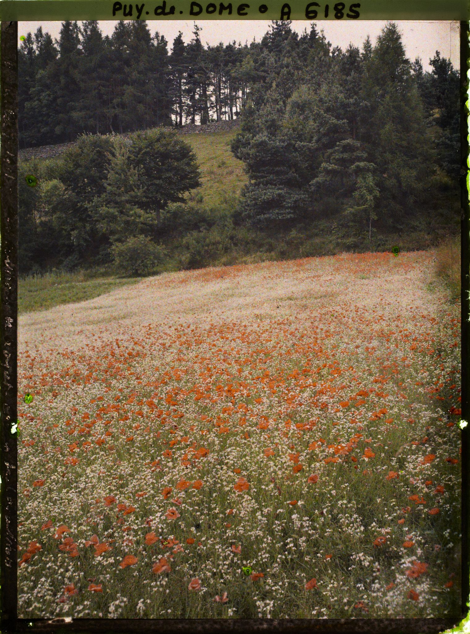 Image représentant France, Champ de Coquelicots près de Royat.