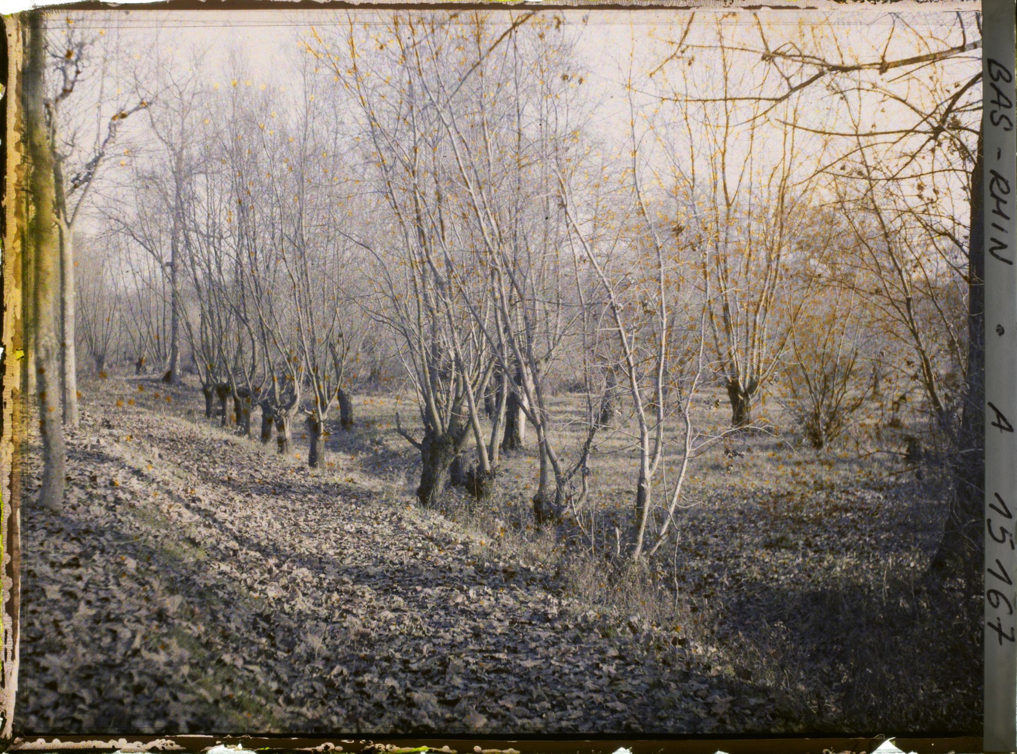 Image représentant France, Strasbourg, Les taillis et les saules entre les deux Rhin, près de Kehl