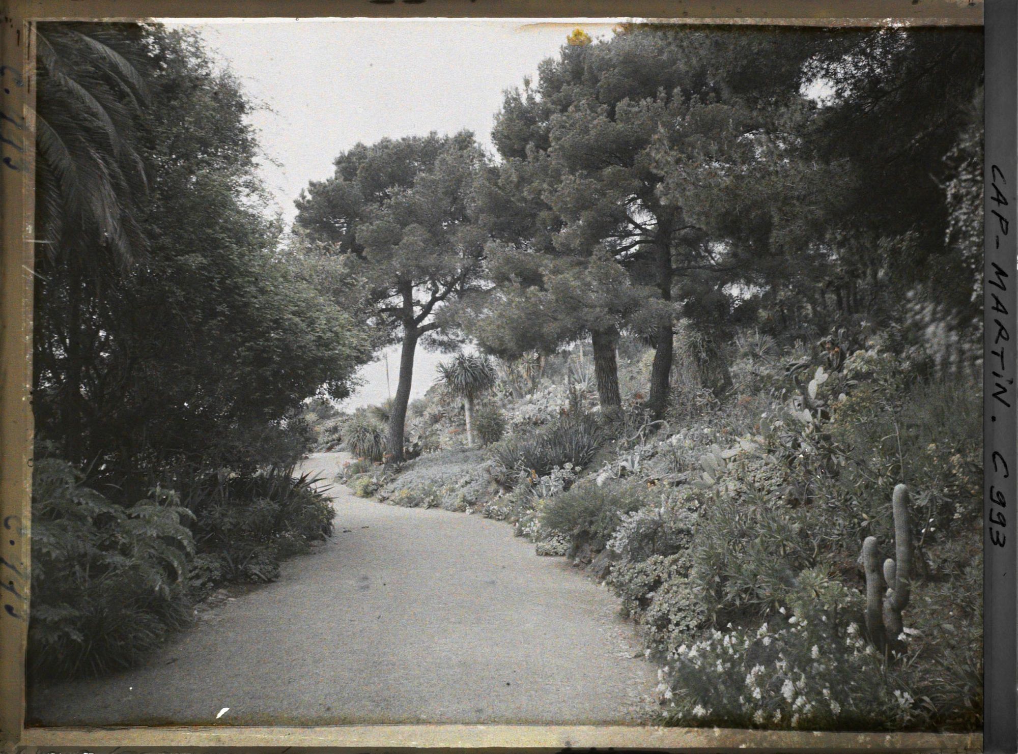 Image représentant Le jardin, Gde allée vers Monaco