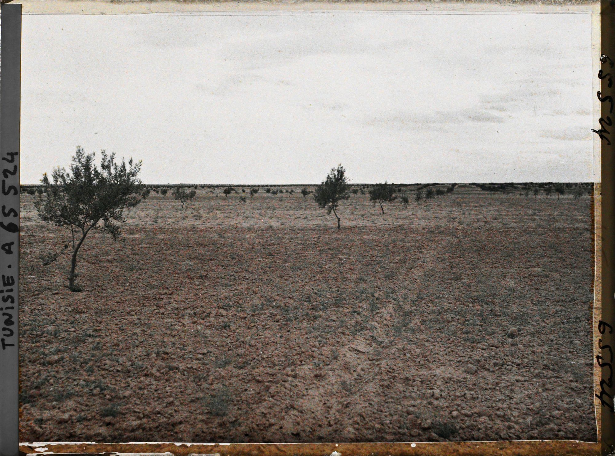 Image représentant Oliviers de 8 à 9 ans