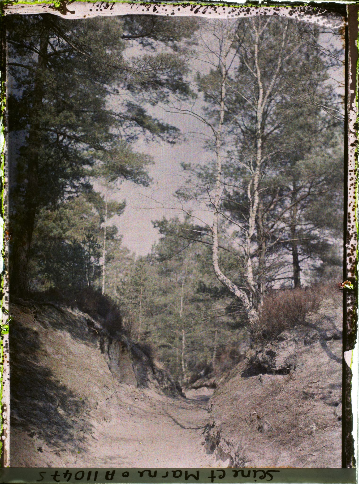 Image représentant France, Fontainebleau, Forêt de Fontainebleau