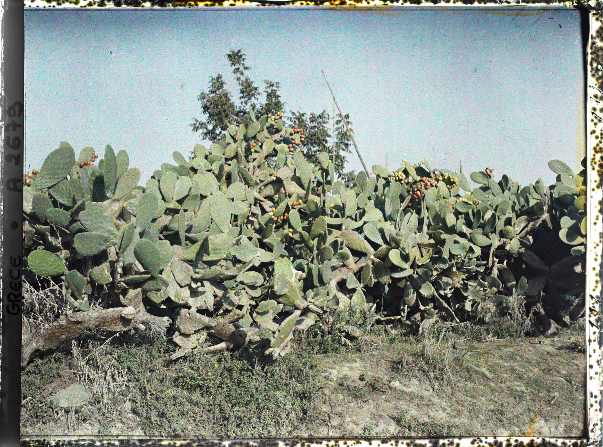 Image représentant Sur la route de Gastouri, cactus en fruits et puits