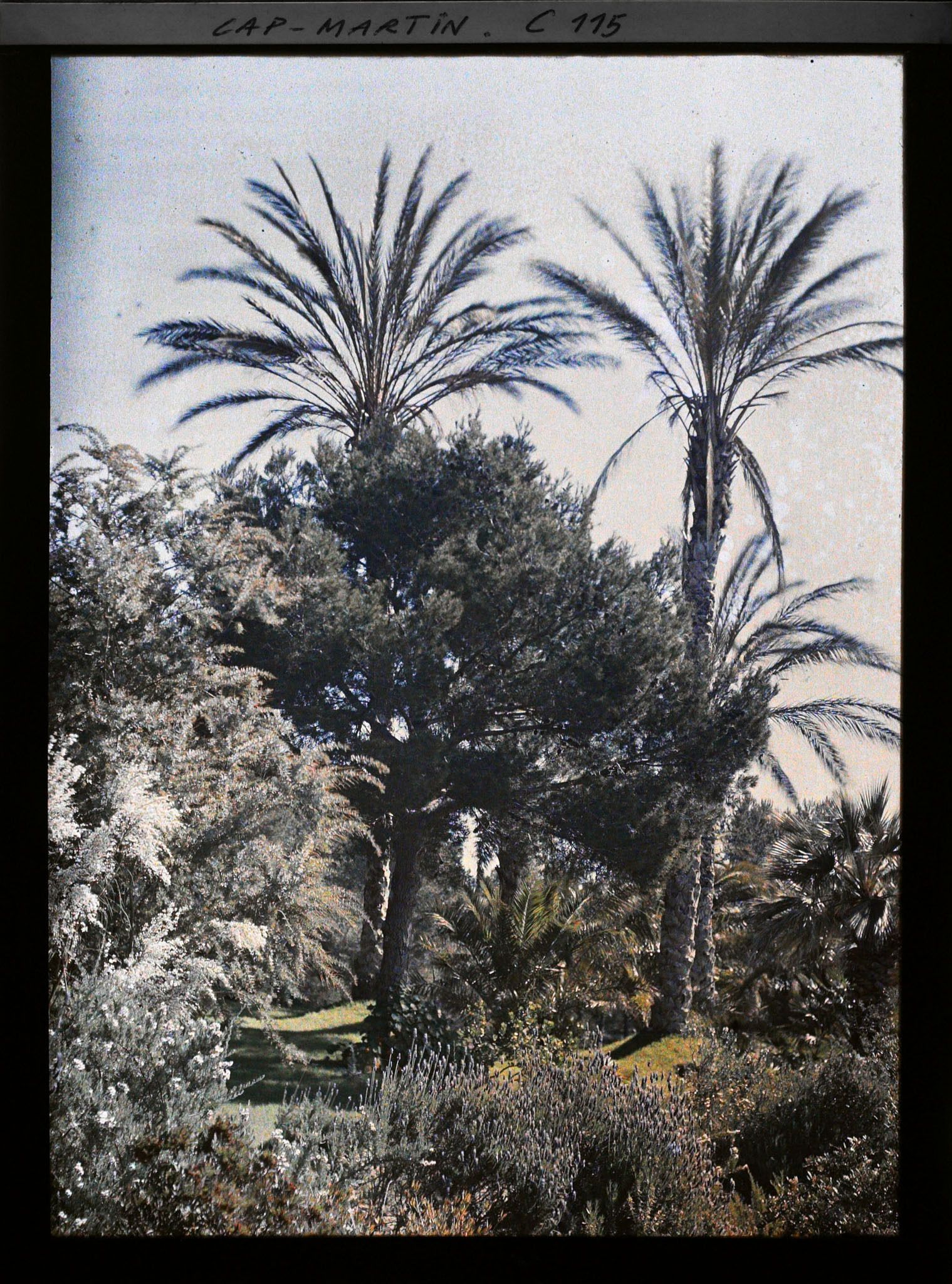 Image représentant Le jardin