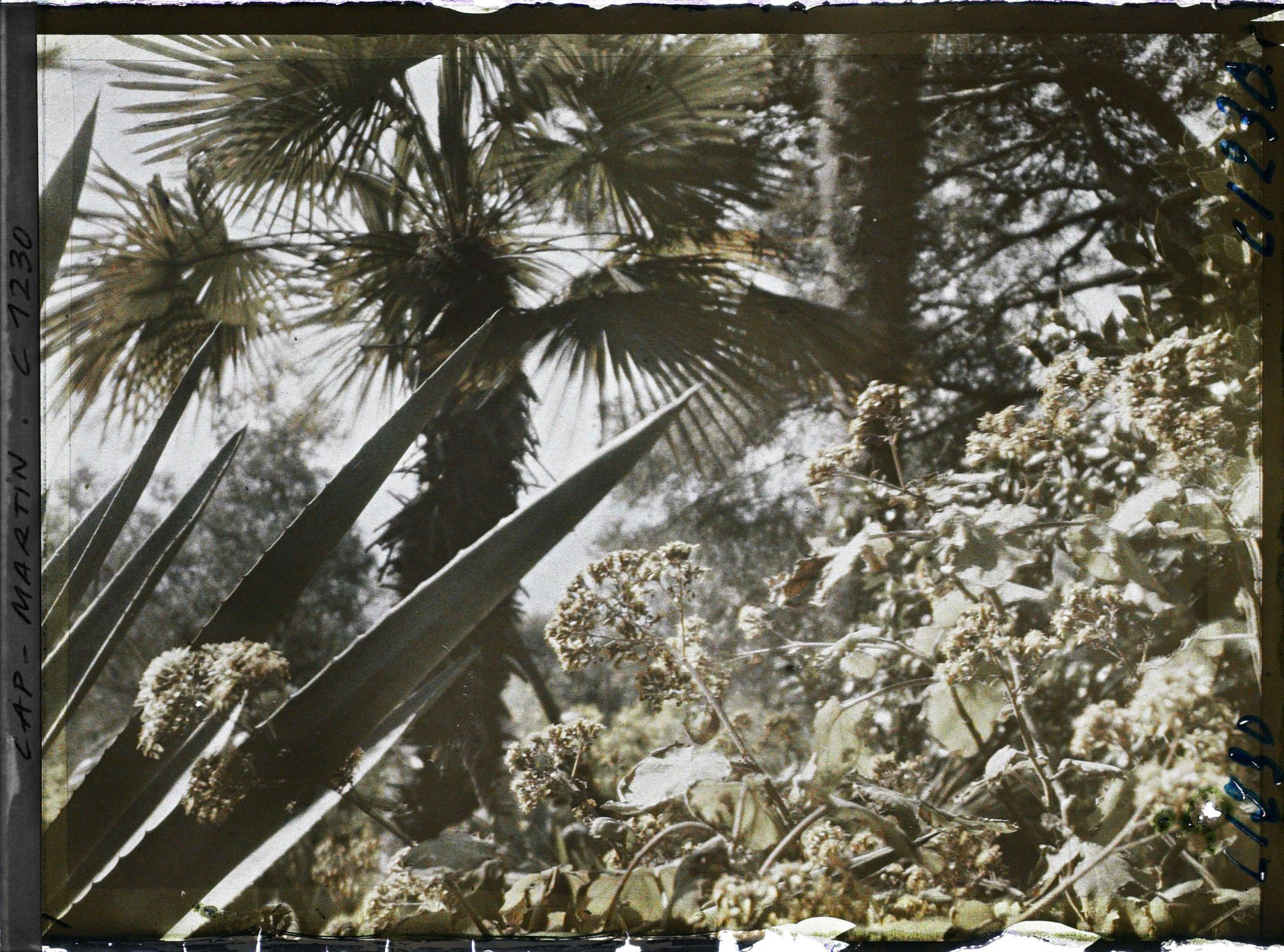 Image représentant le Jardin