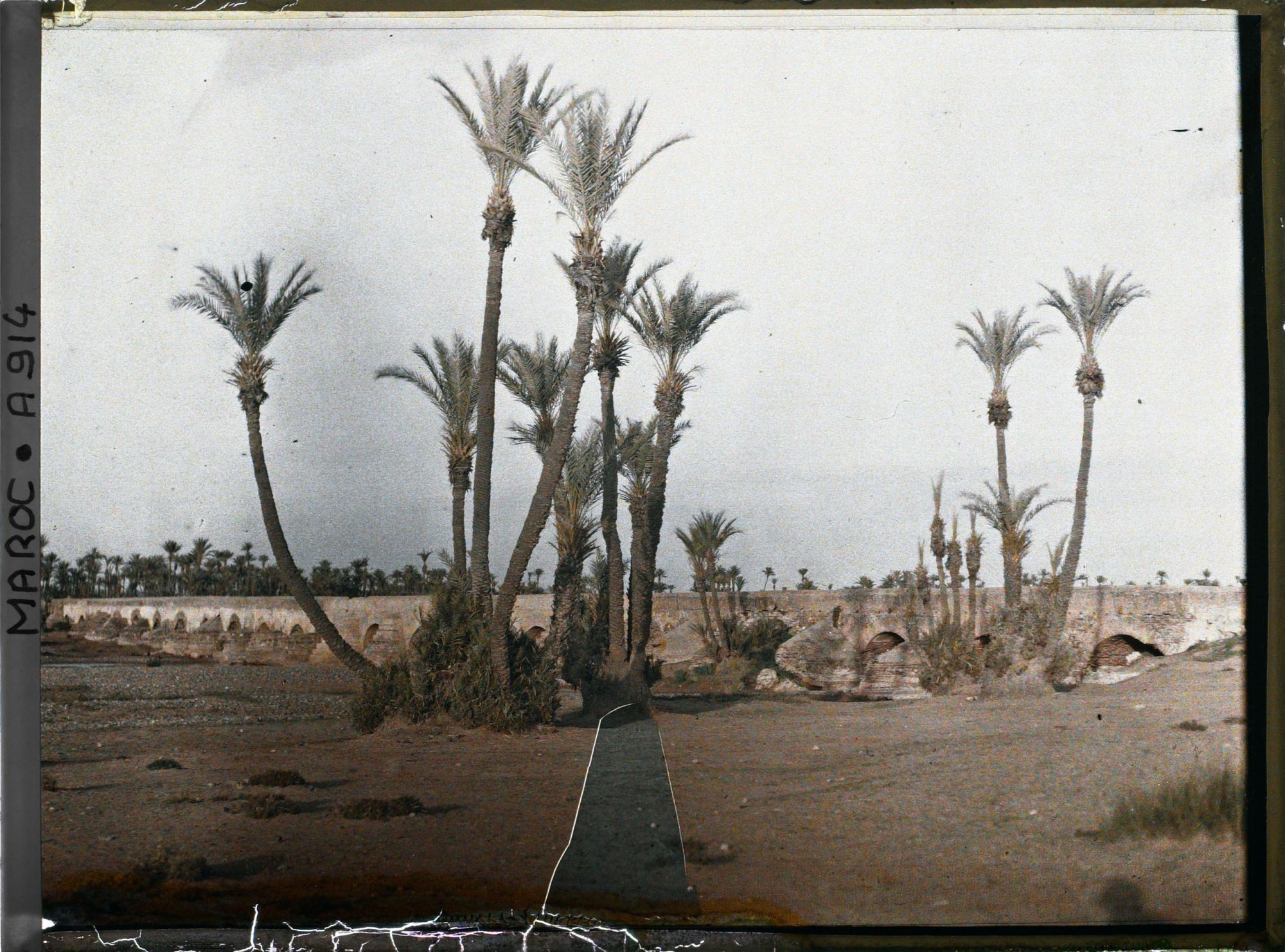 Image représentant La palmeraie