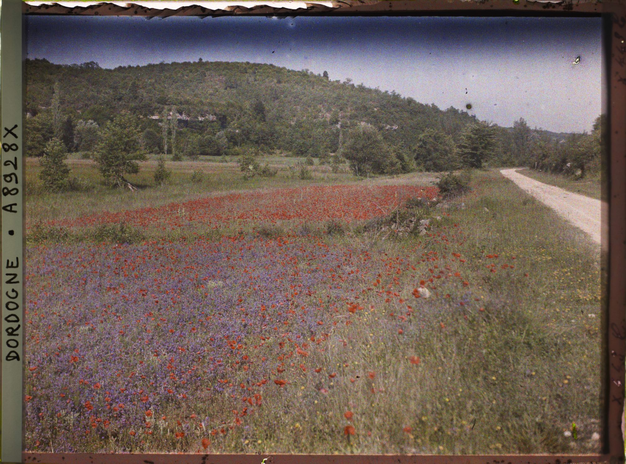 Image représentant France, Abri de Laussel, Vallée de la Beune, les Champs en friche durant la guerre coquelicots et fleurs violettes