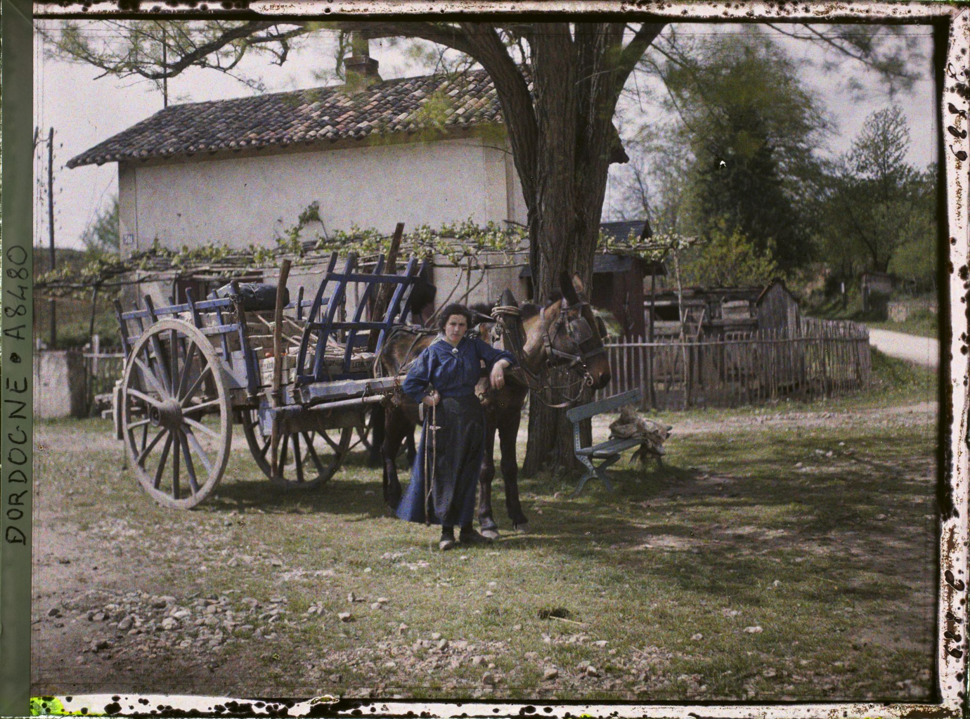 Image représentant France, Les Eyzies, Un seul mulet avec la femme du roulier