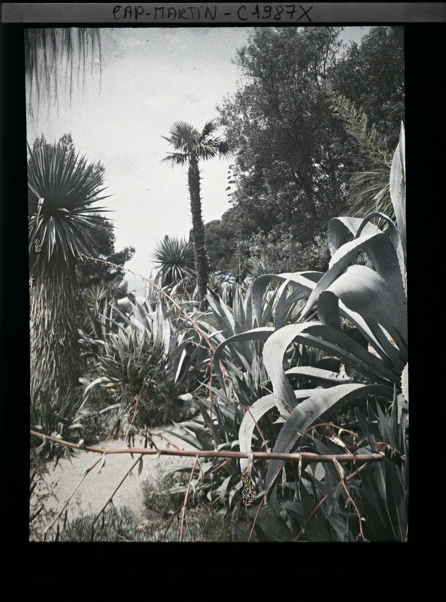 Image représentant Ensemble d'agaves, beschornérias, yuccas et autres plantes exotiques, traversé par une allée