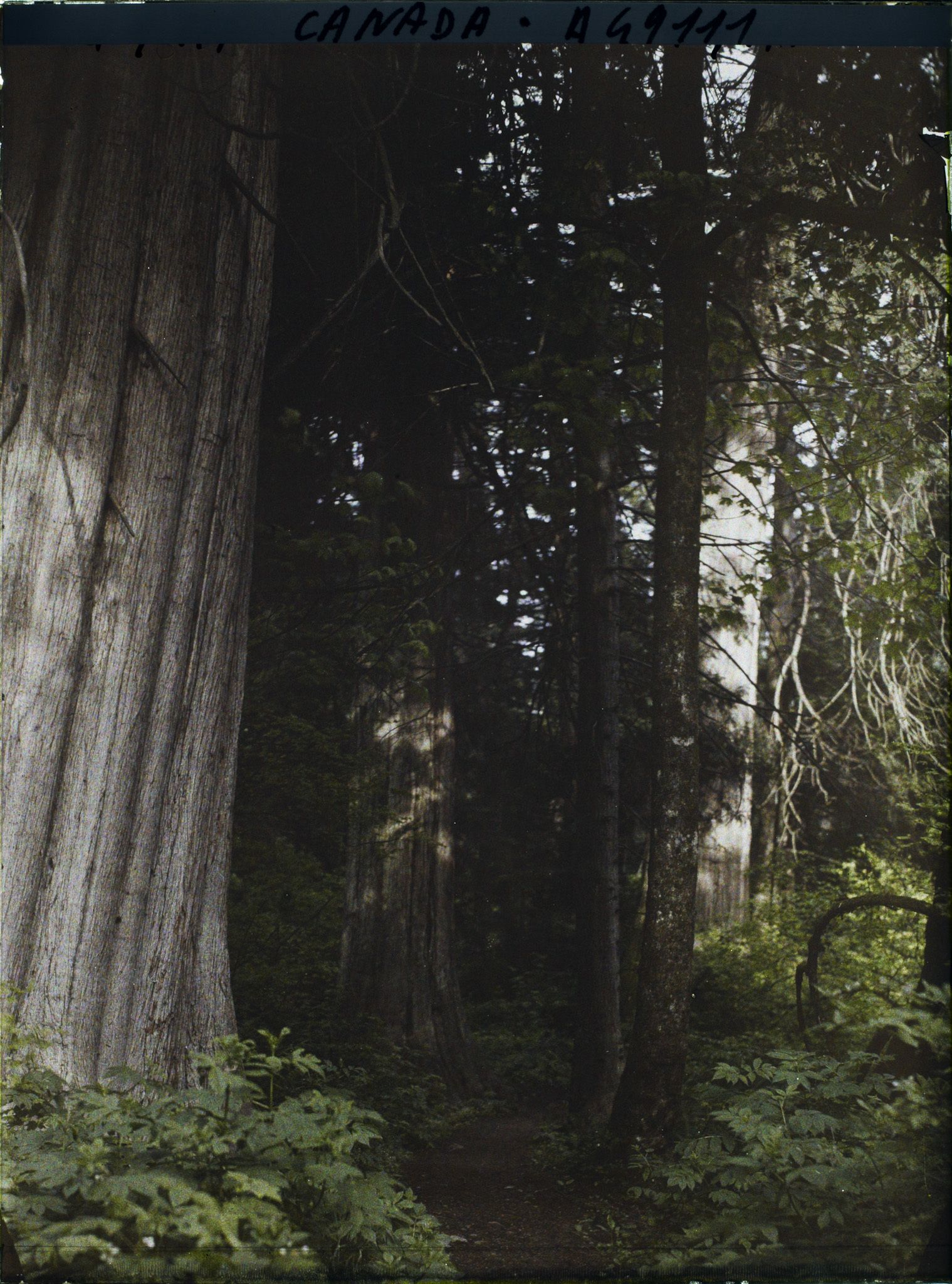 Image représentant Canada, Vancouver, Un Coin de la Forêt