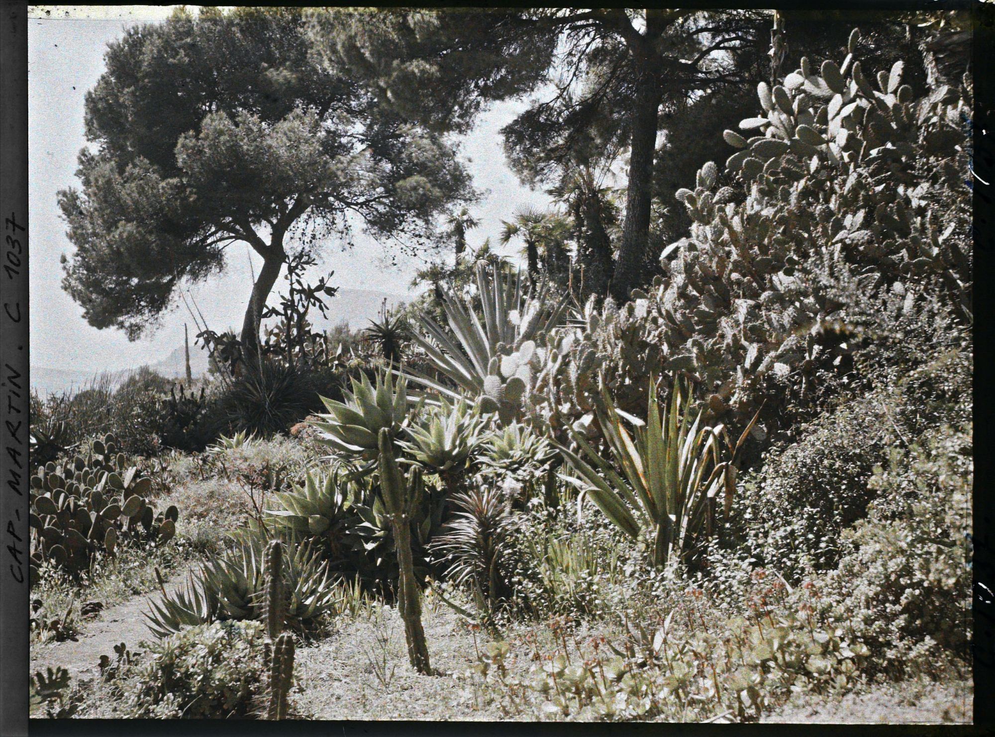 Image représentant Le Jardin, figuiers de Barbarie