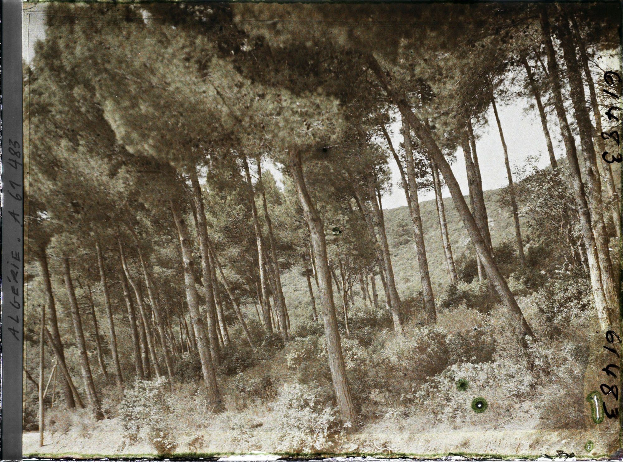 Image représentant Sous-bois de pins maritimes sur les pentes du Djebel Gouraya