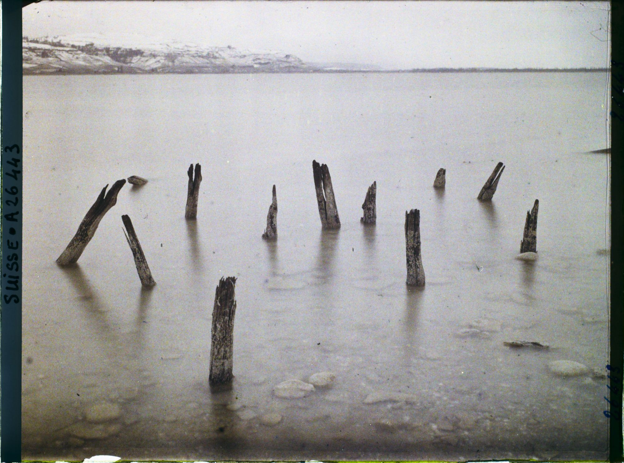 Image représentant Site palafittique préhistorique des Alpes, pieux en bois visibles lors de la baisse des eaux après la grande sécheresse de 1921