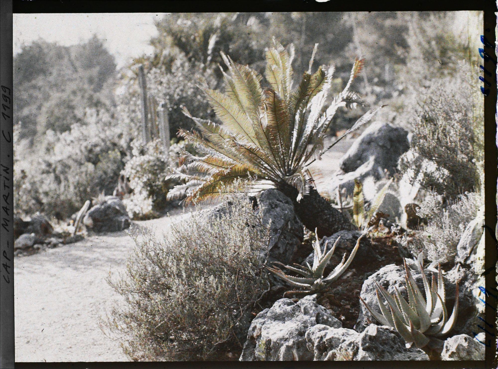 Image représentant le Jardin